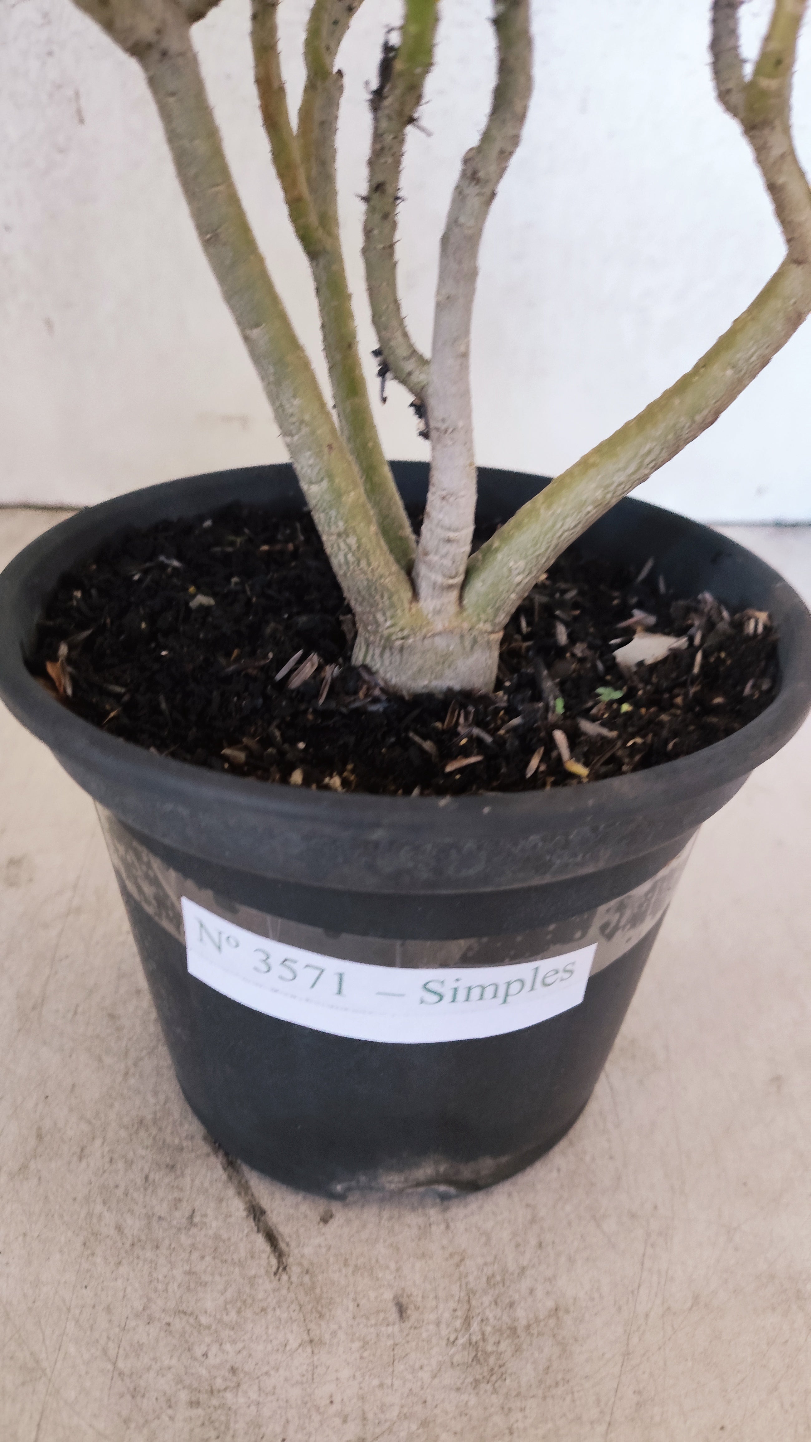 Planta Simples 3571 – 30cm – 02 anos