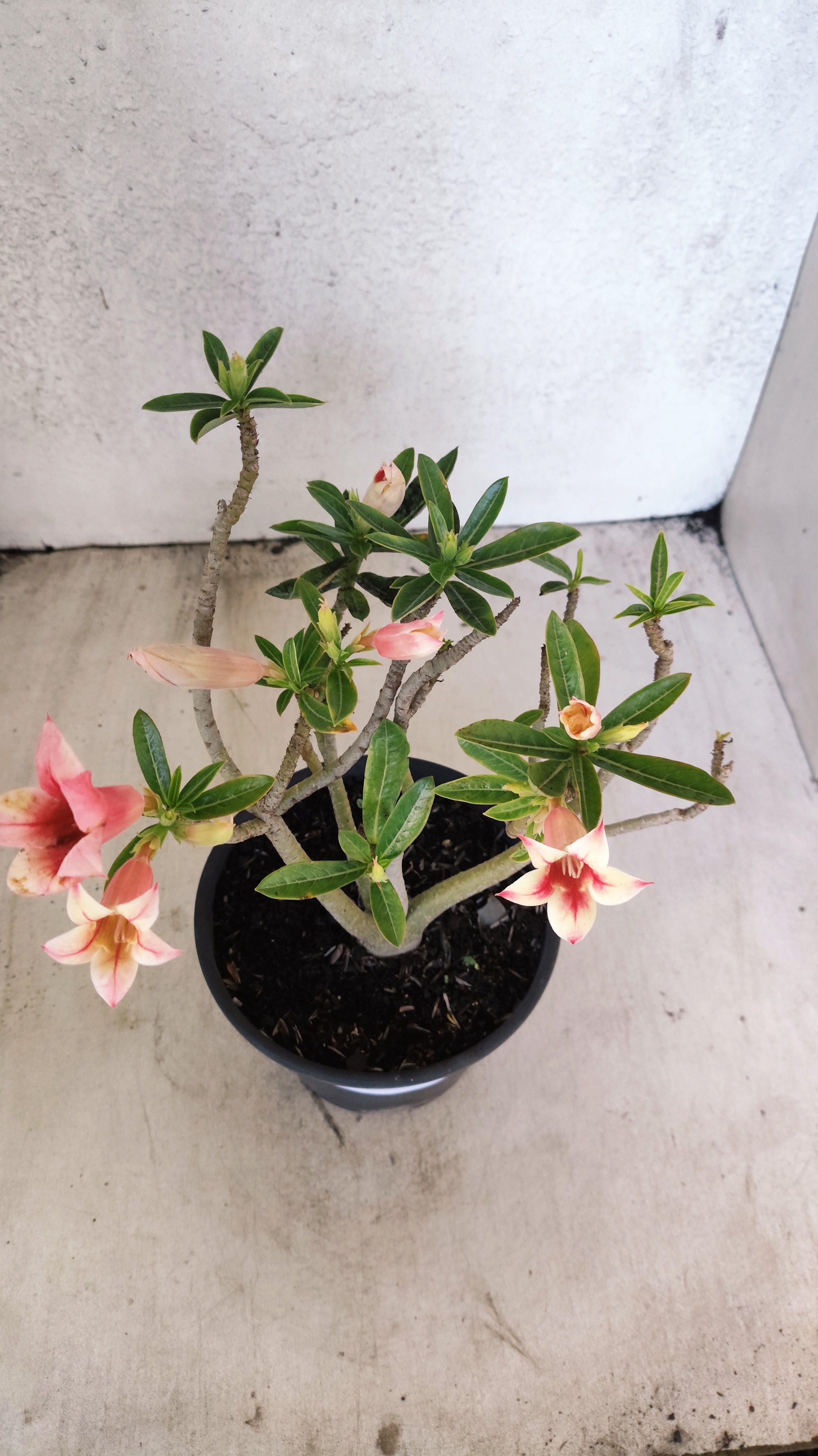 Planta Simples 3571 – 30cm – 02 anos