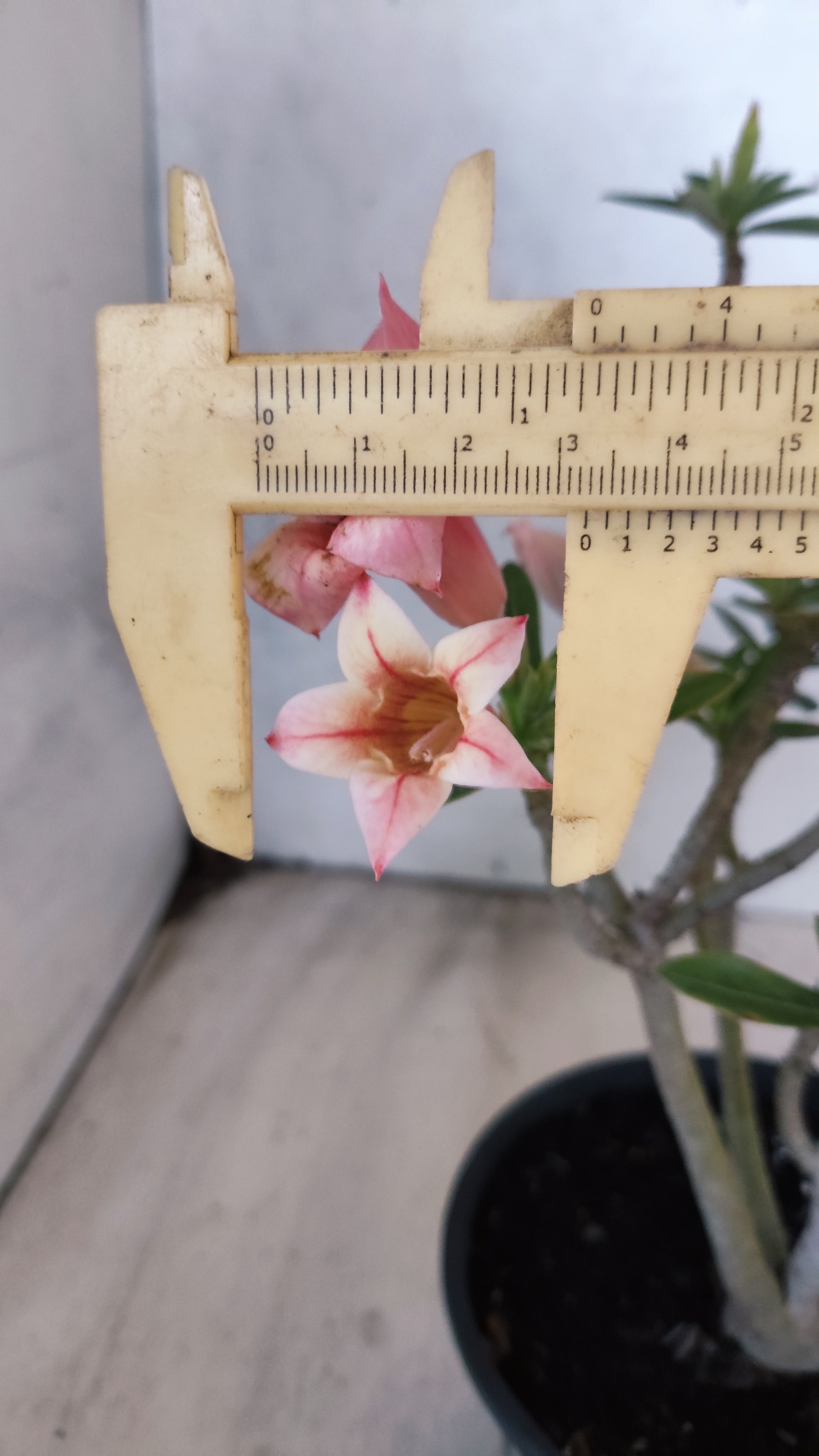 Planta Simples 3571 – 30cm – 02 anos