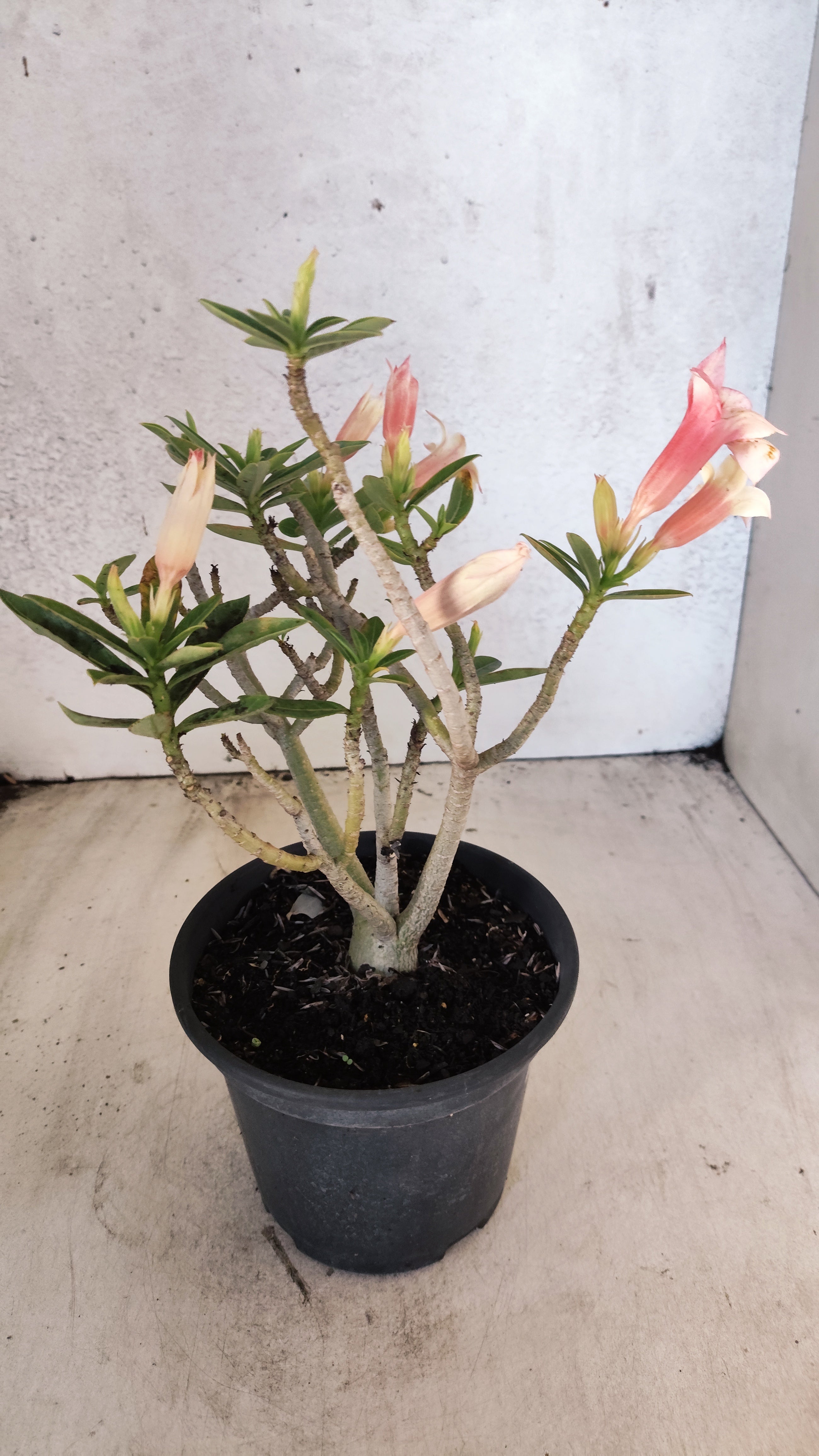 Planta Simples 3571 – 30cm – 02 anos