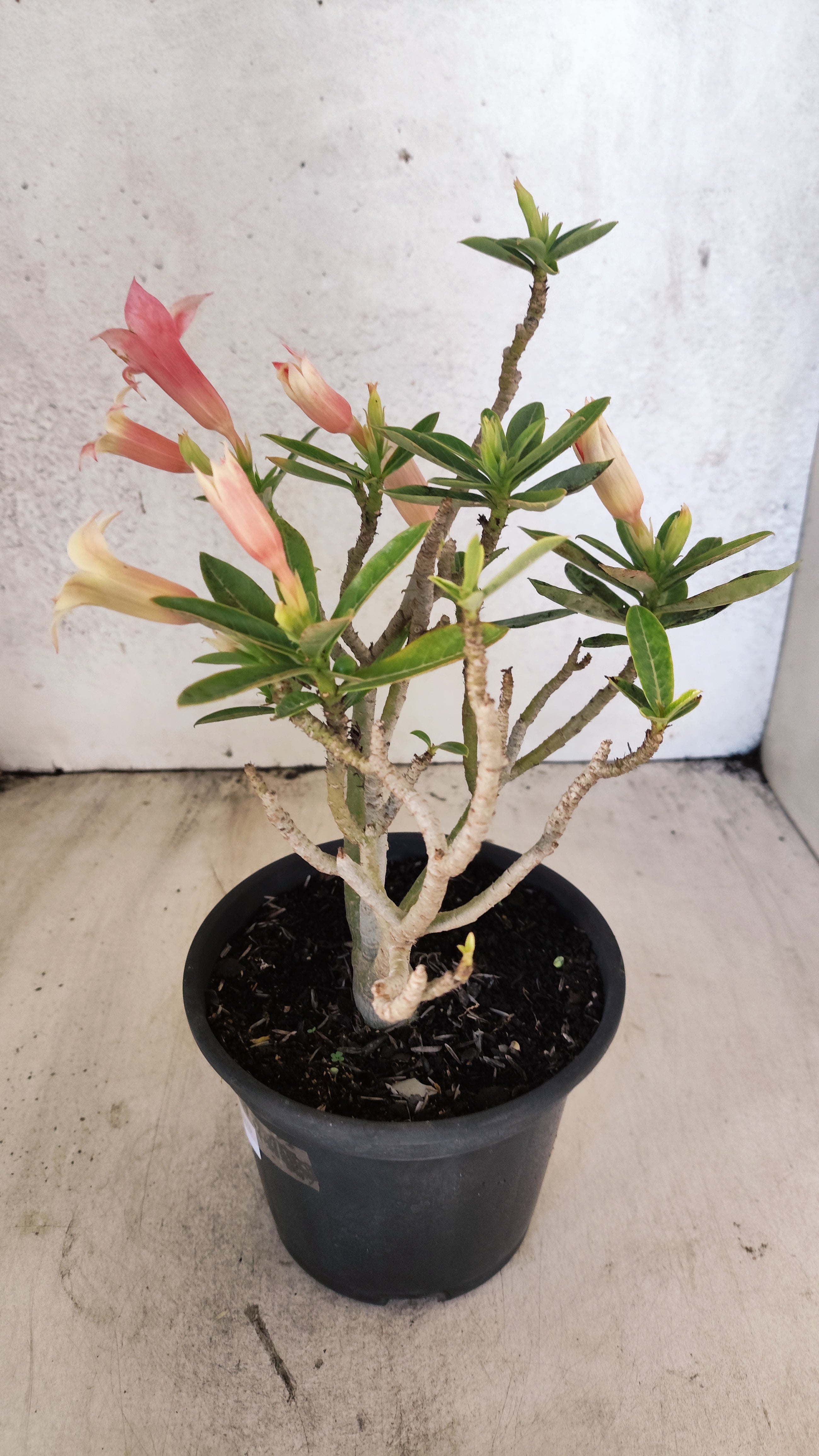 Planta Simples 3571 – 30cm – 02 anos
