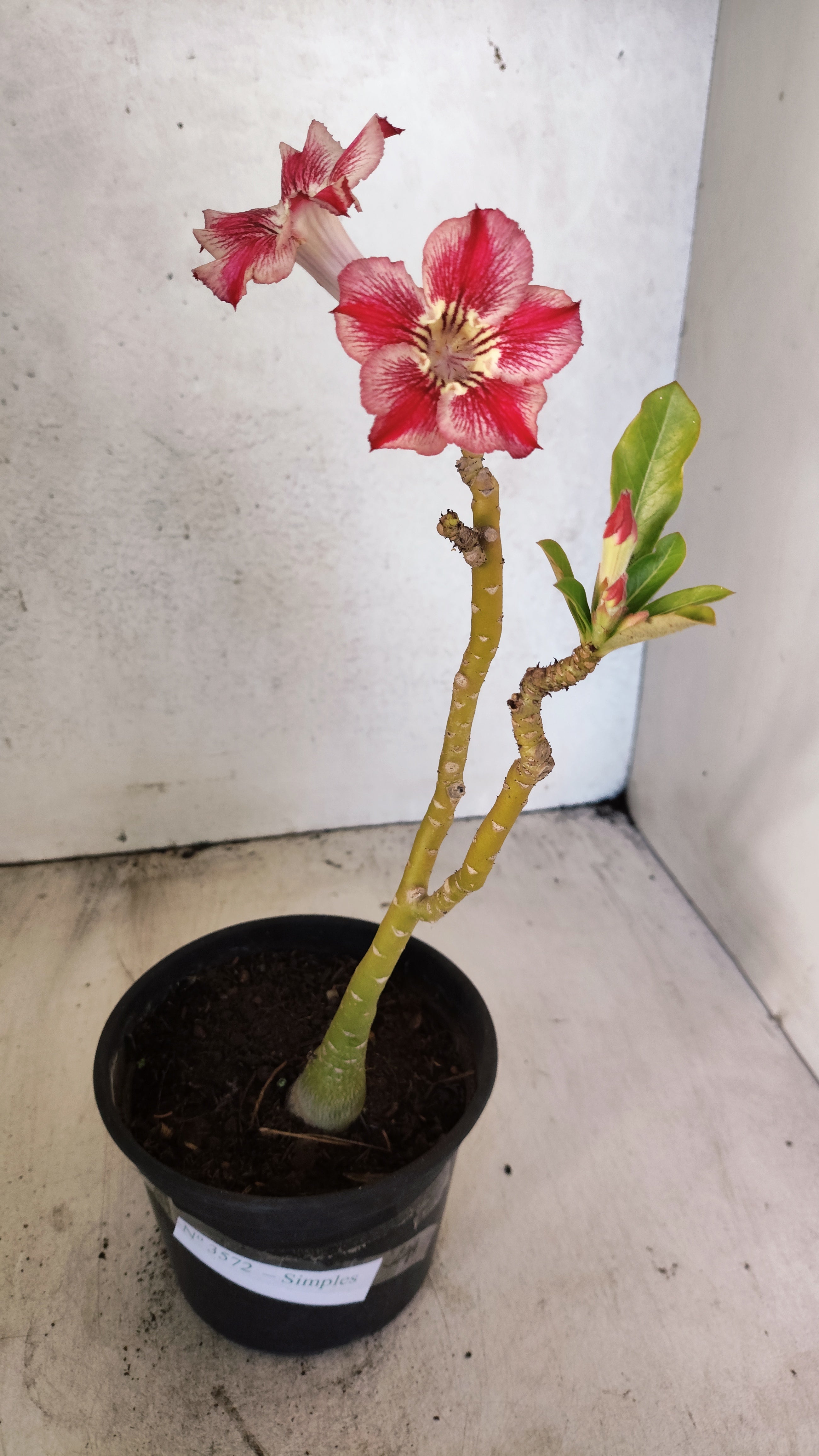 Planta Simples 3572 – 30cm – 02 anos