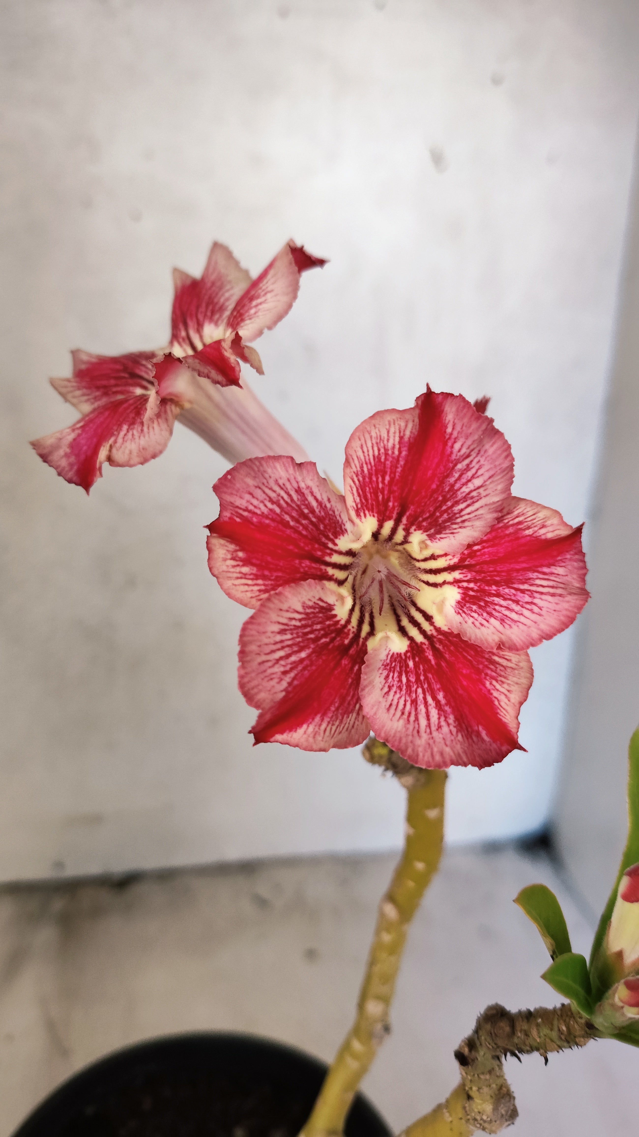 Planta Simples 3572 – 30cm – 02 anos