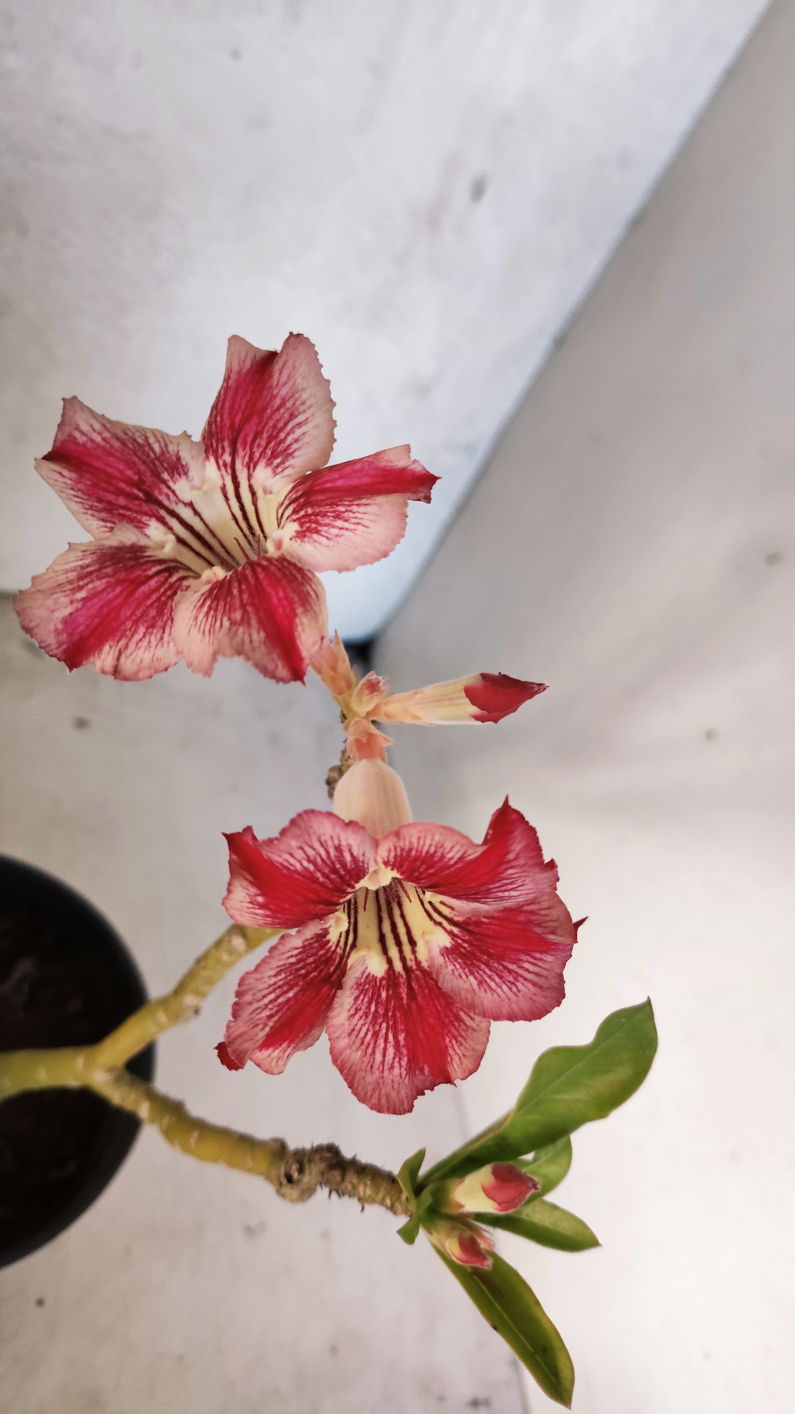 Planta Simples 3572 – 30cm – 02 anos
