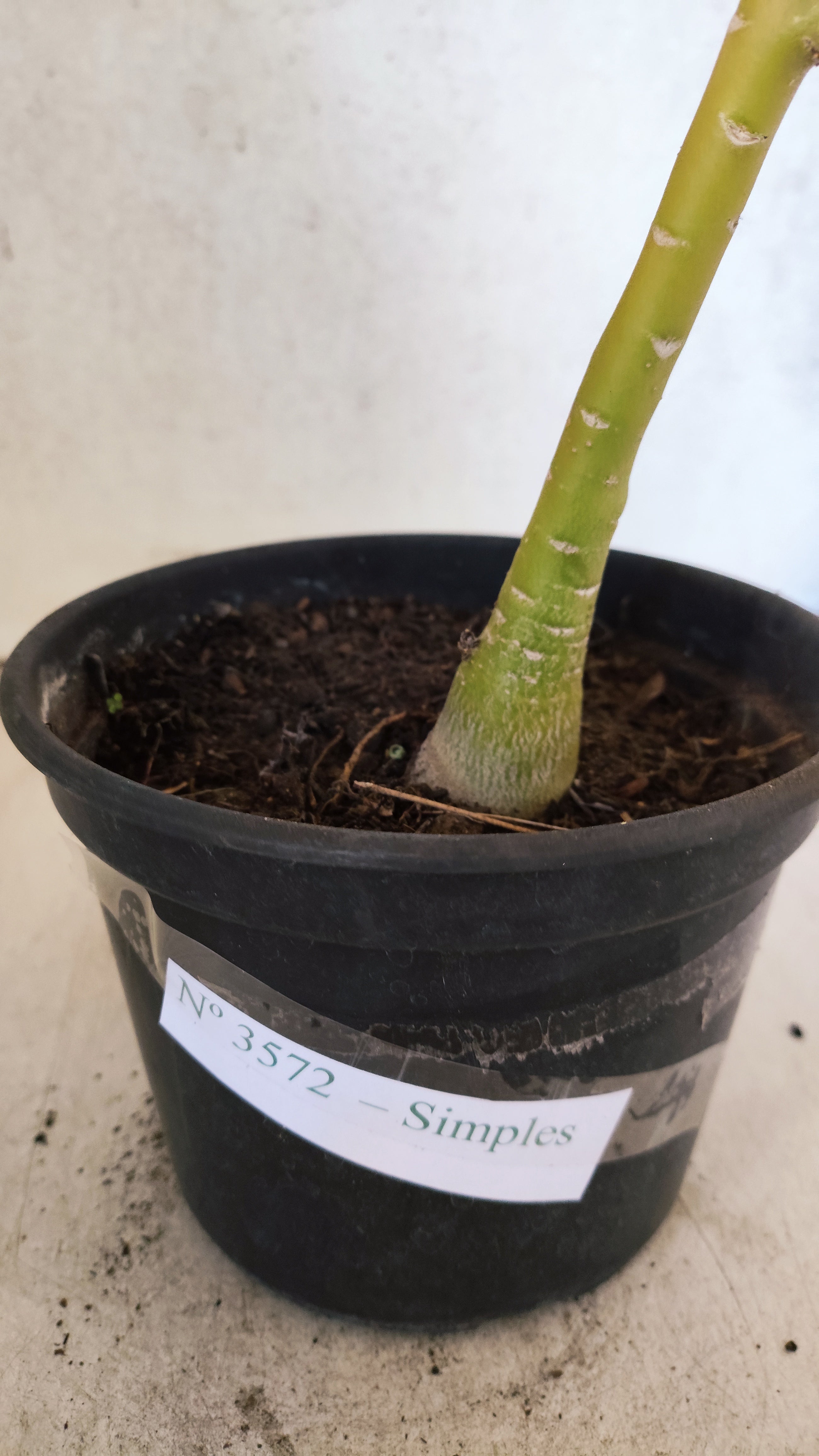 Planta Simples 3572 – 30cm – 02 anos