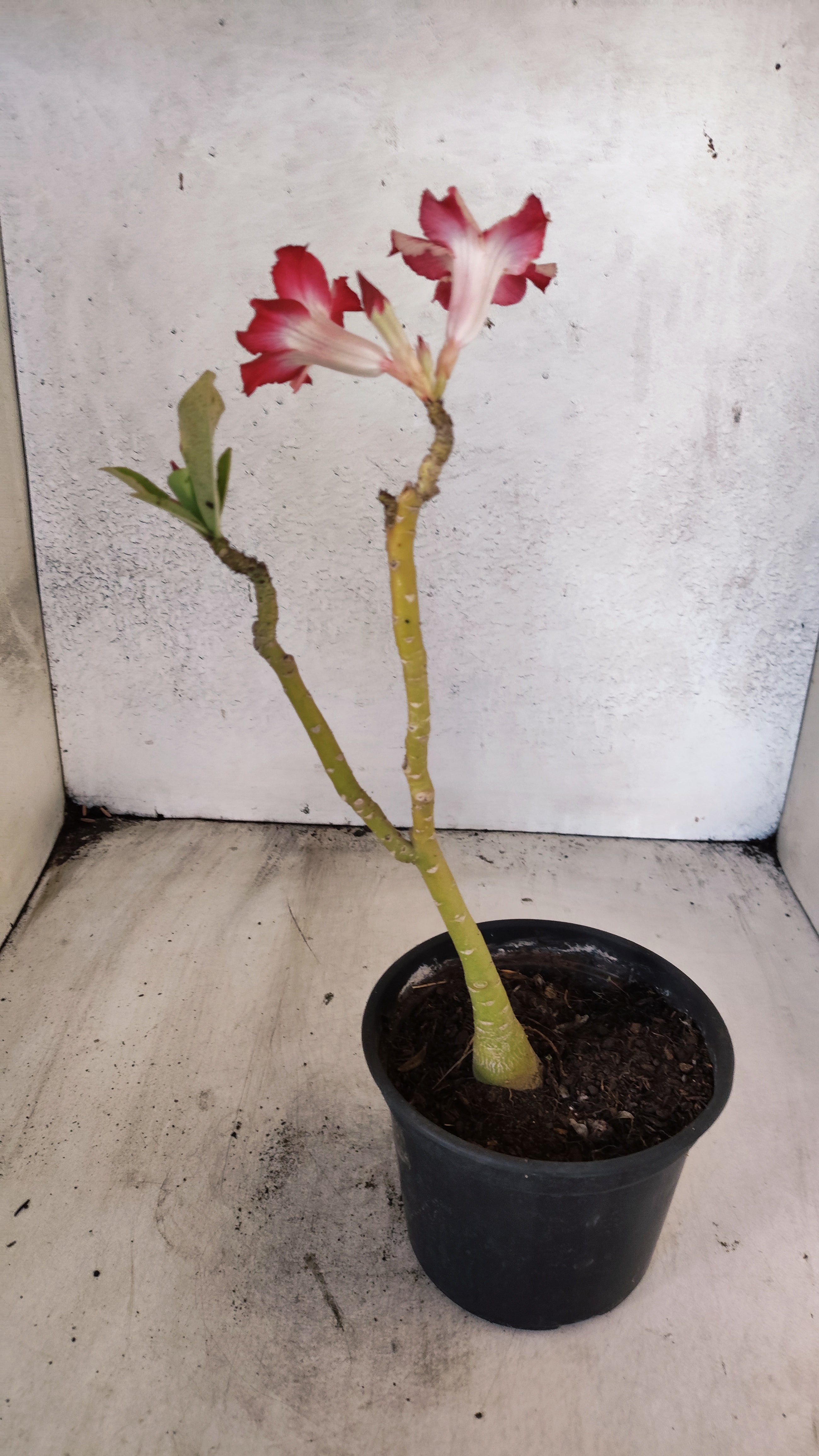 Planta Simples 3572 – 30cm – 02 anos