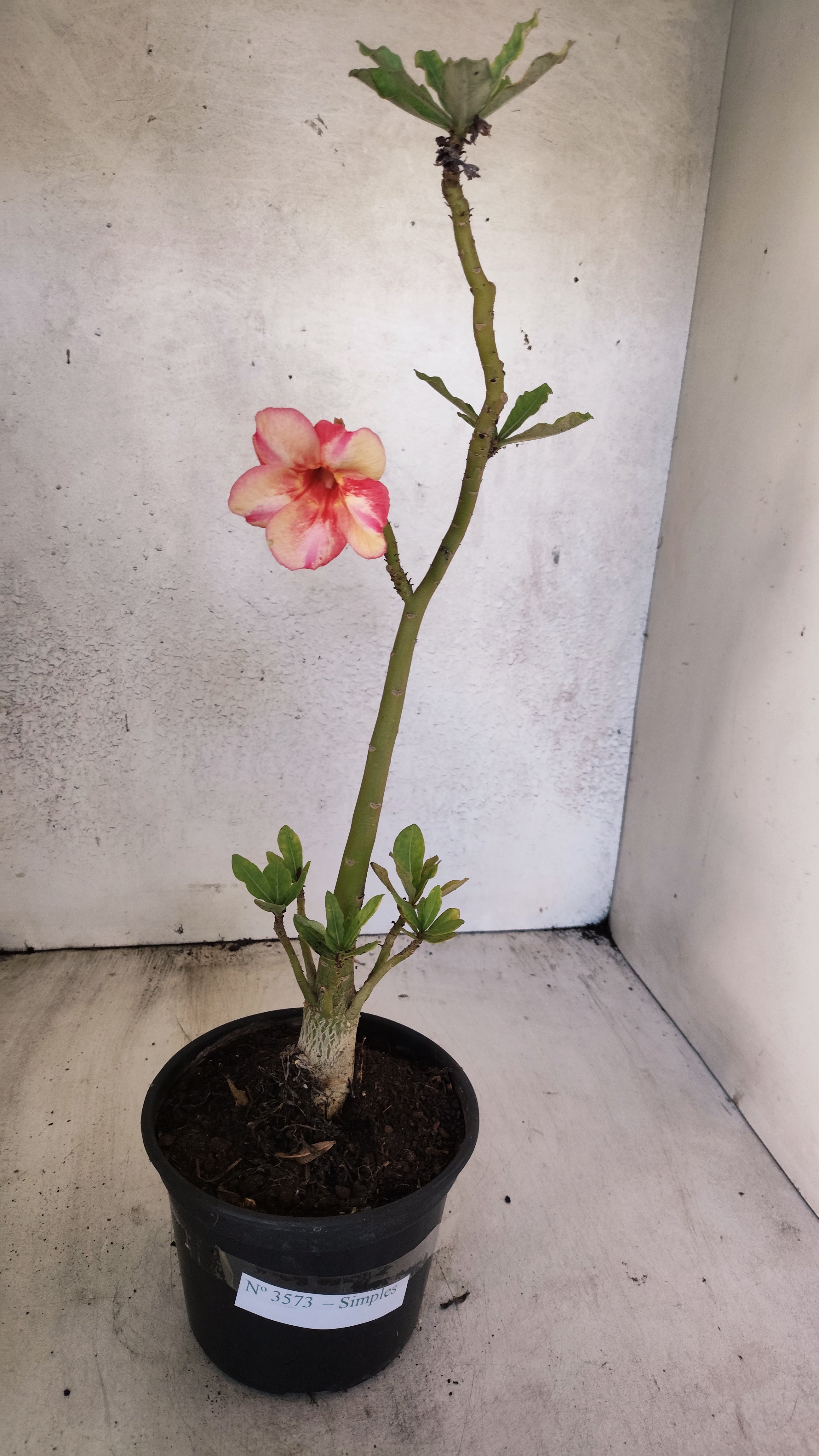 Planta Simples 3573 – 30cm – 02 anos