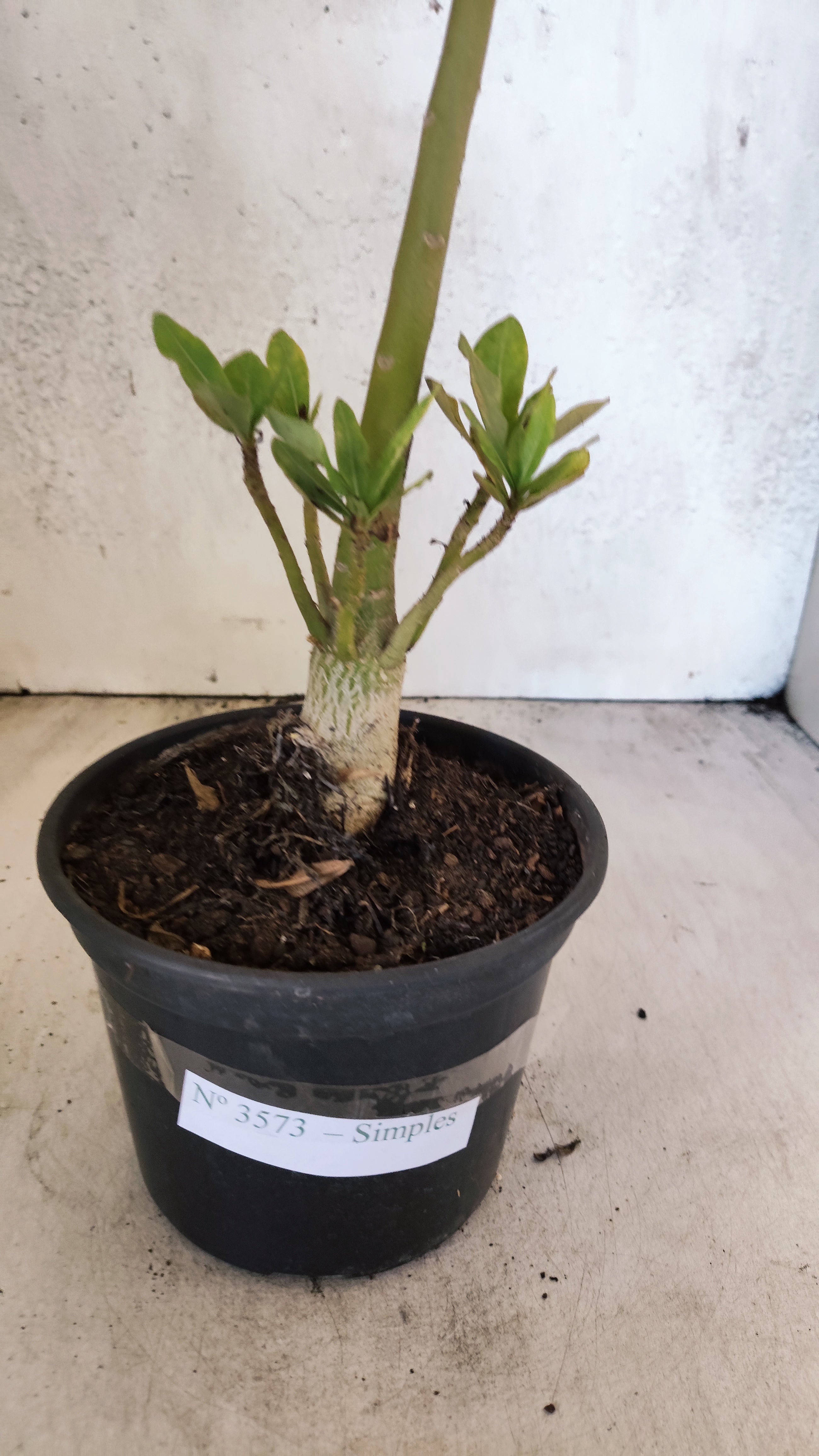 Planta Simples 3573 – 30cm – 02 anos