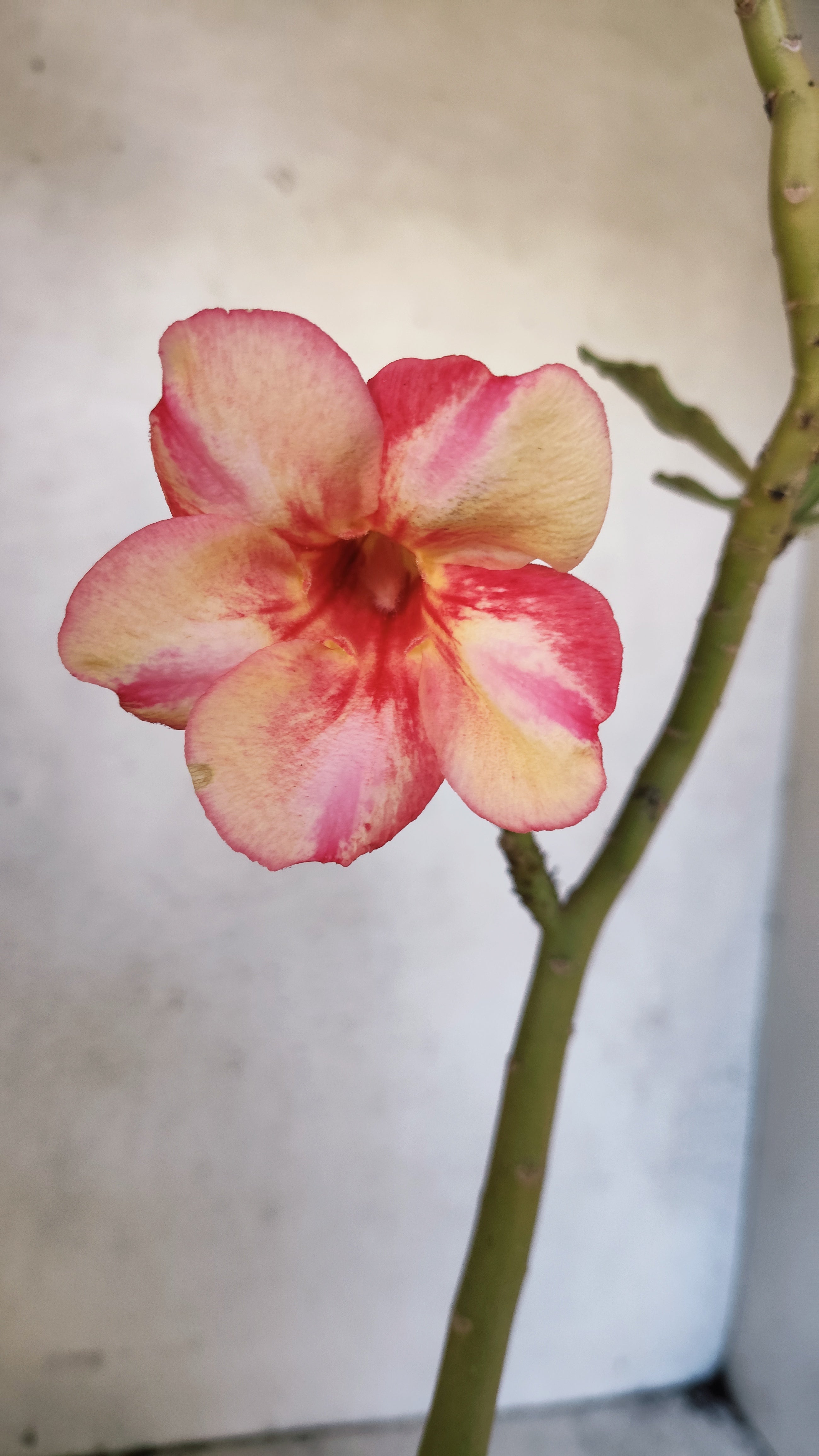 Planta Simples 3573 – 30cm – 02 anos