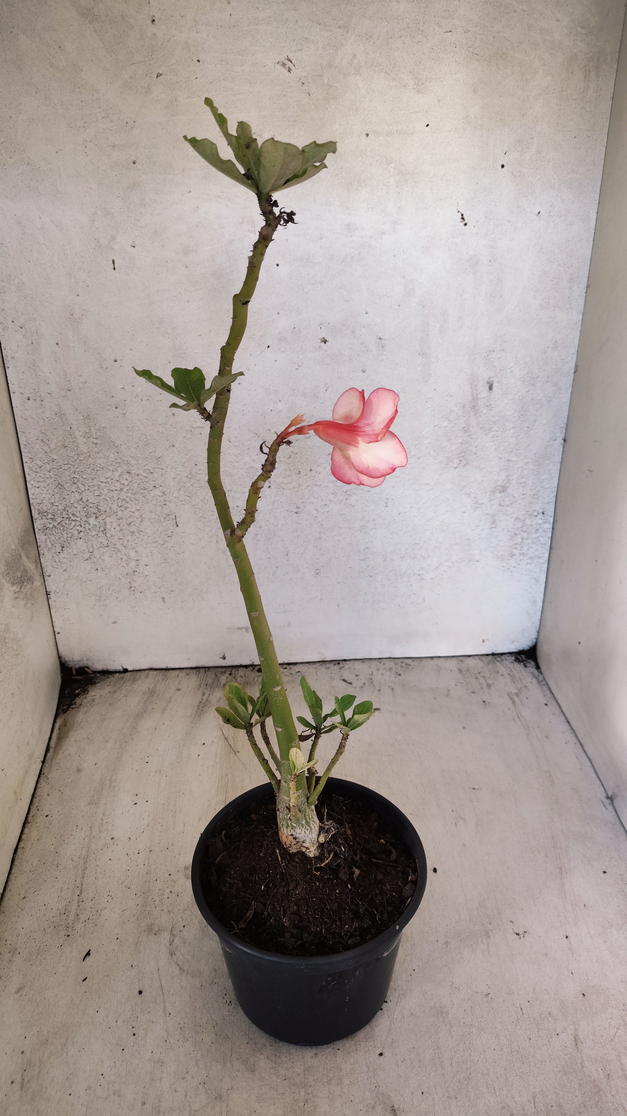 Planta Simples 3573 – 30cm – 02 anos