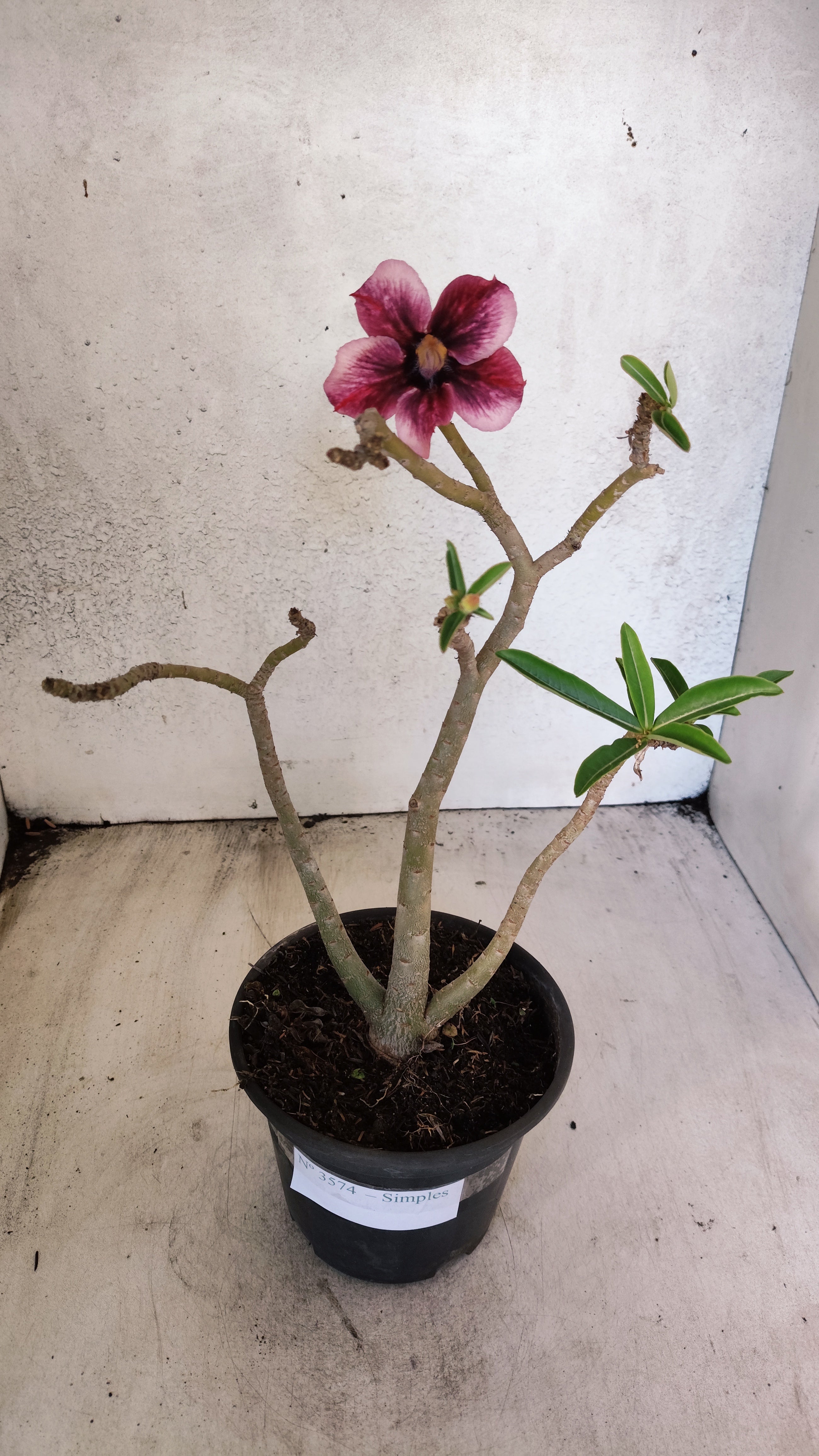 Planta Simples 3574 – 30cm – 02 anos