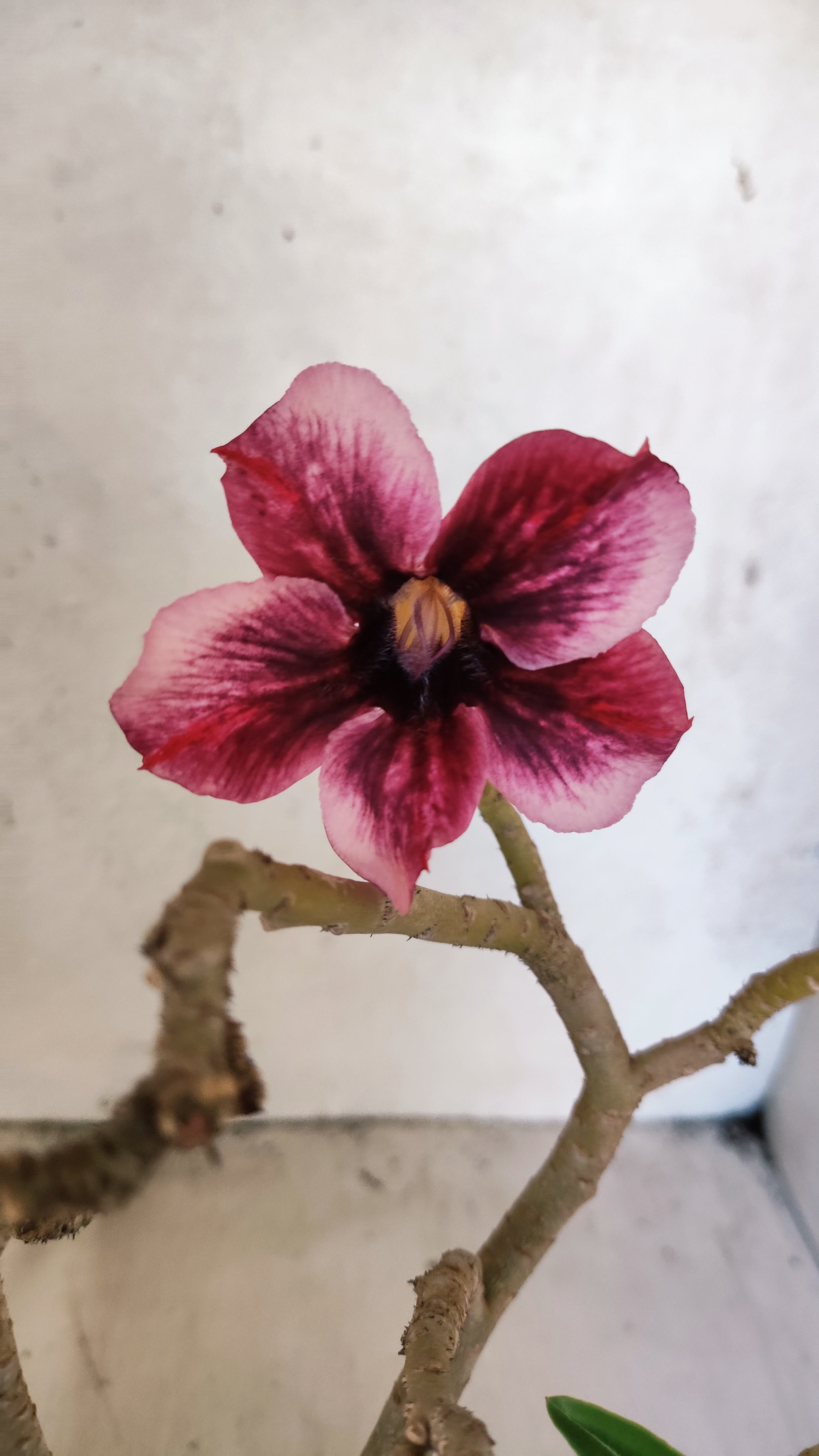 Planta Simples 3574 – 30cm – 02 anos