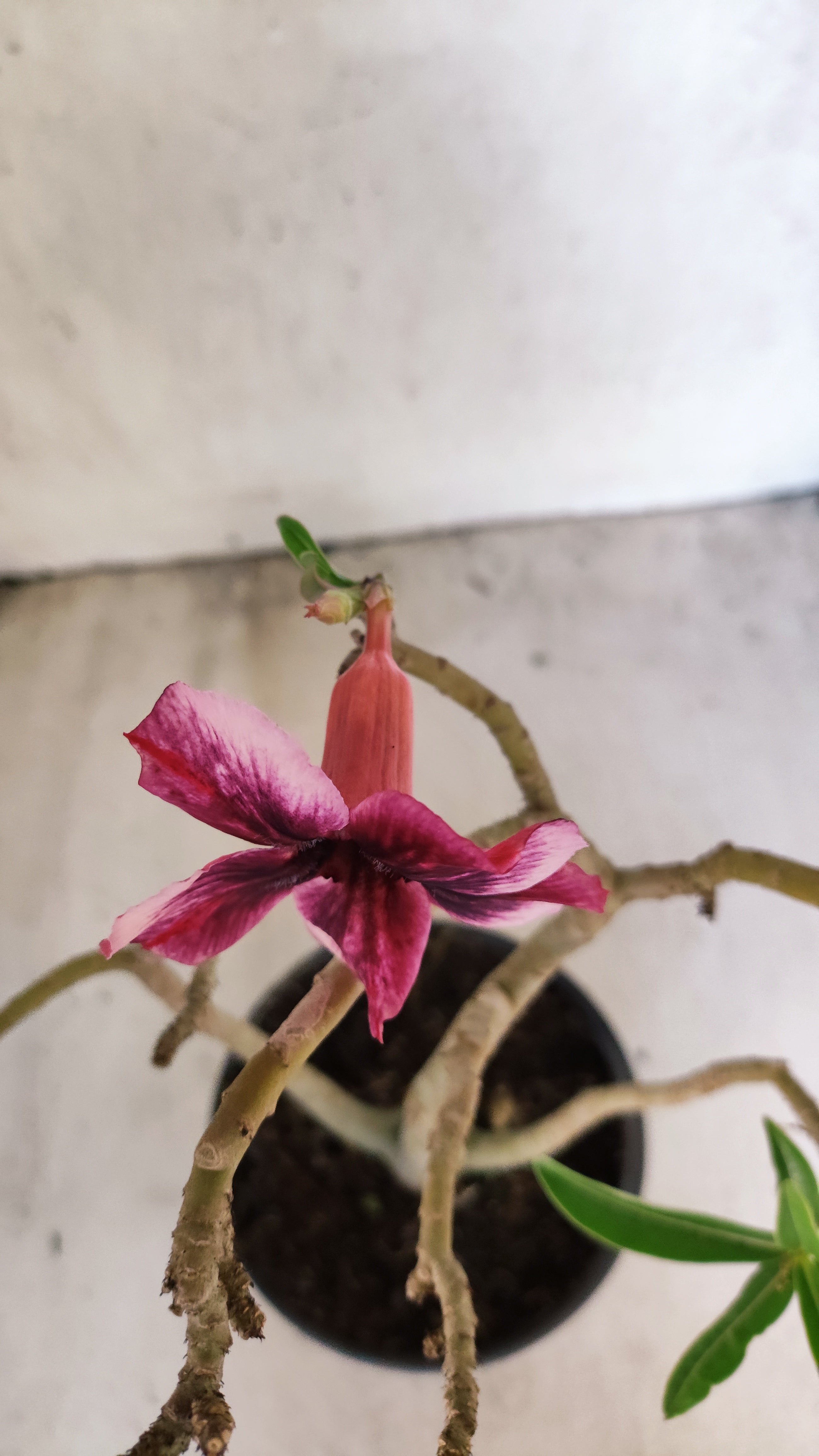 Planta Simples 3574 – 30cm – 02 anos