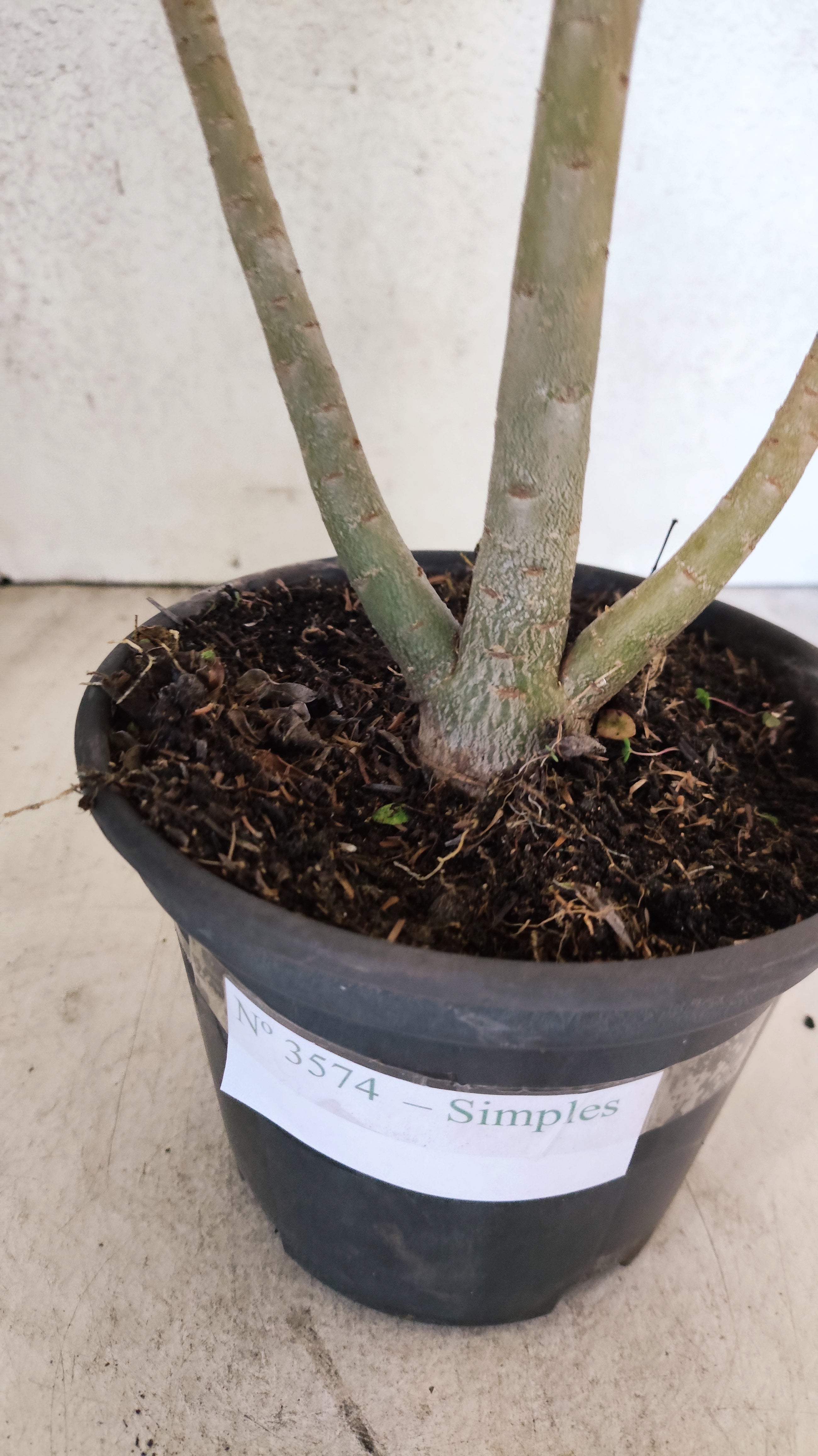 Planta Simples 3574 – 30cm – 02 anos