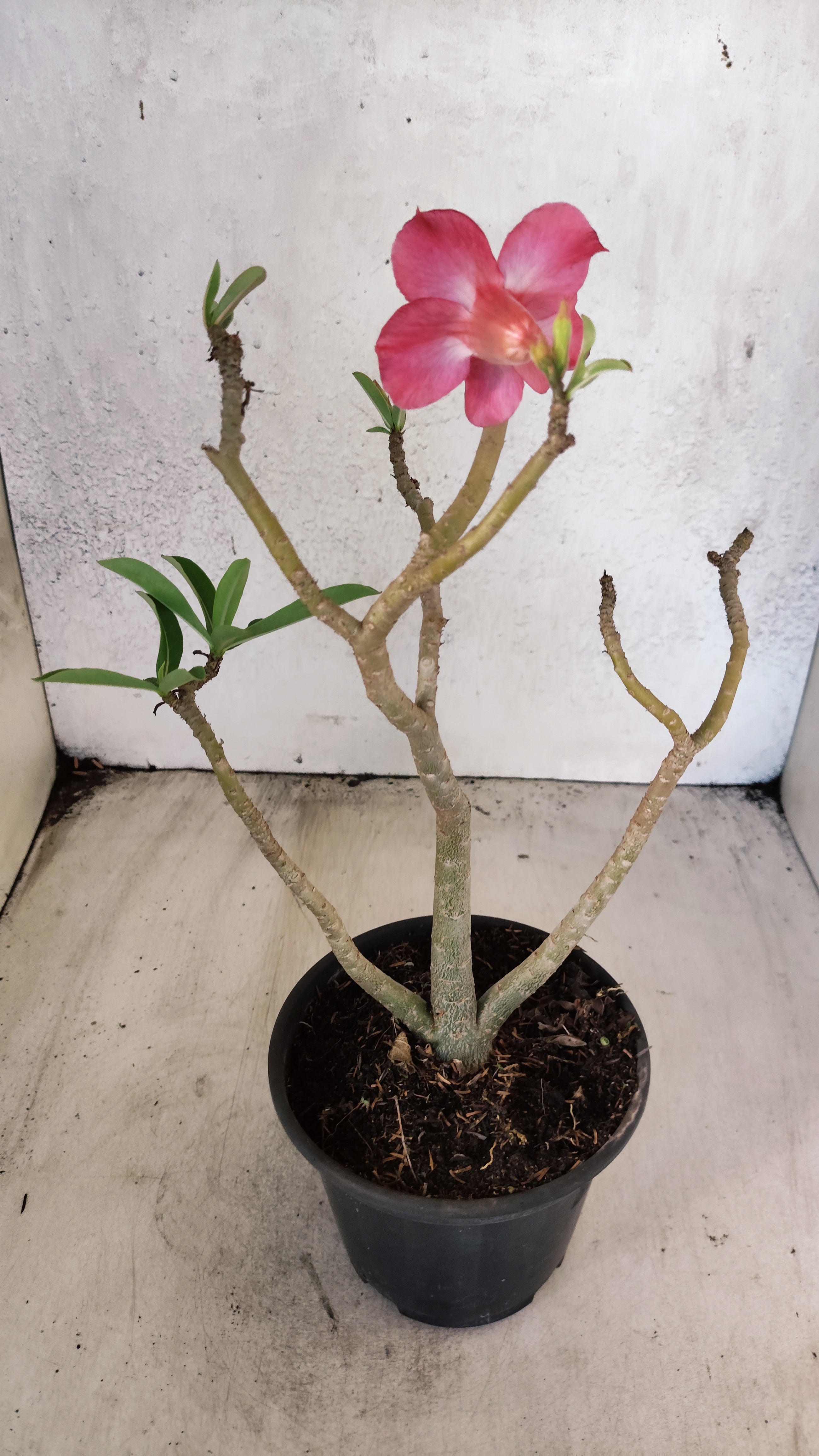 Planta Simples 3574 – 30cm – 02 anos