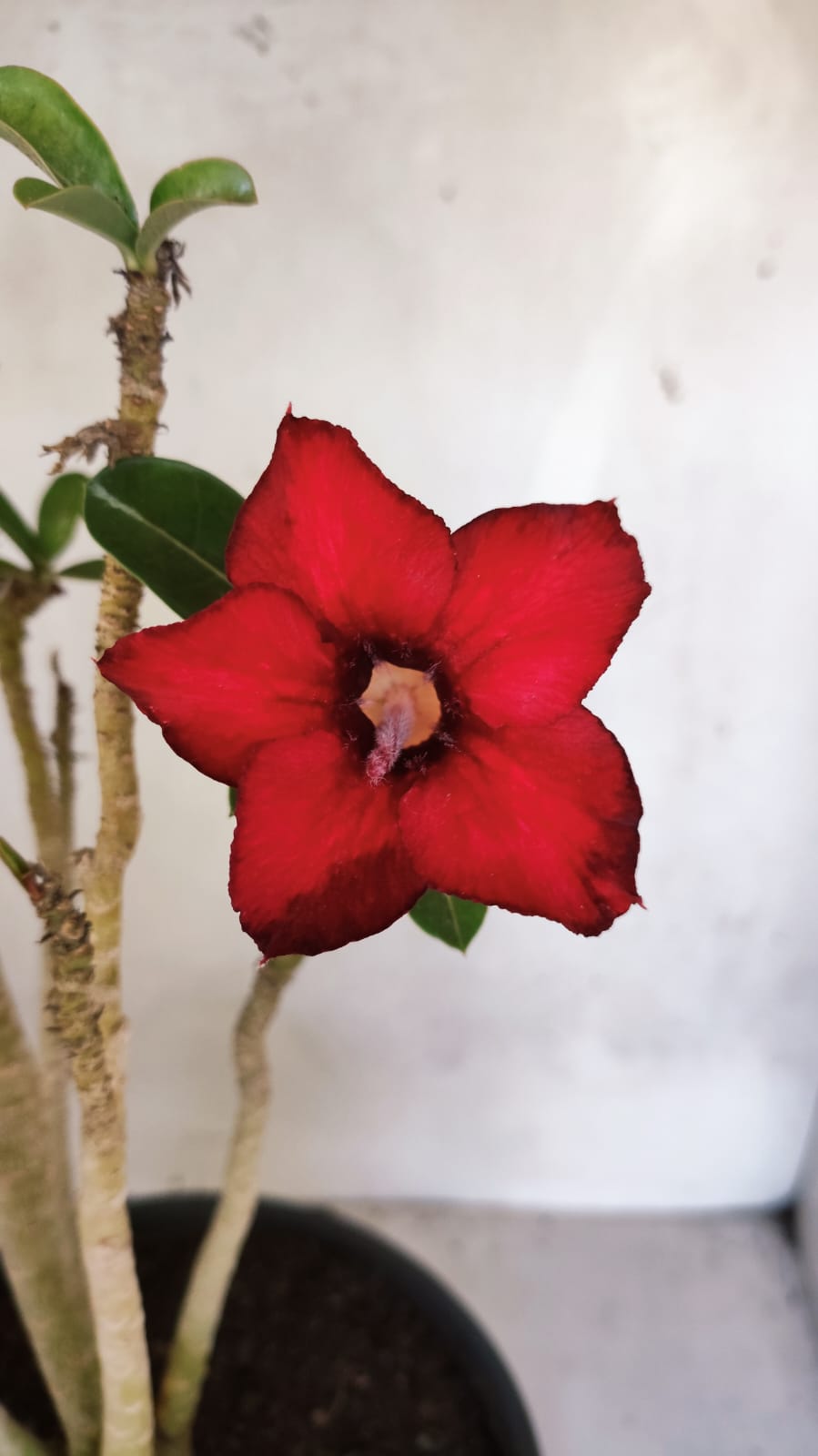 Planta Simples 3583  – 35cm – 03 anos