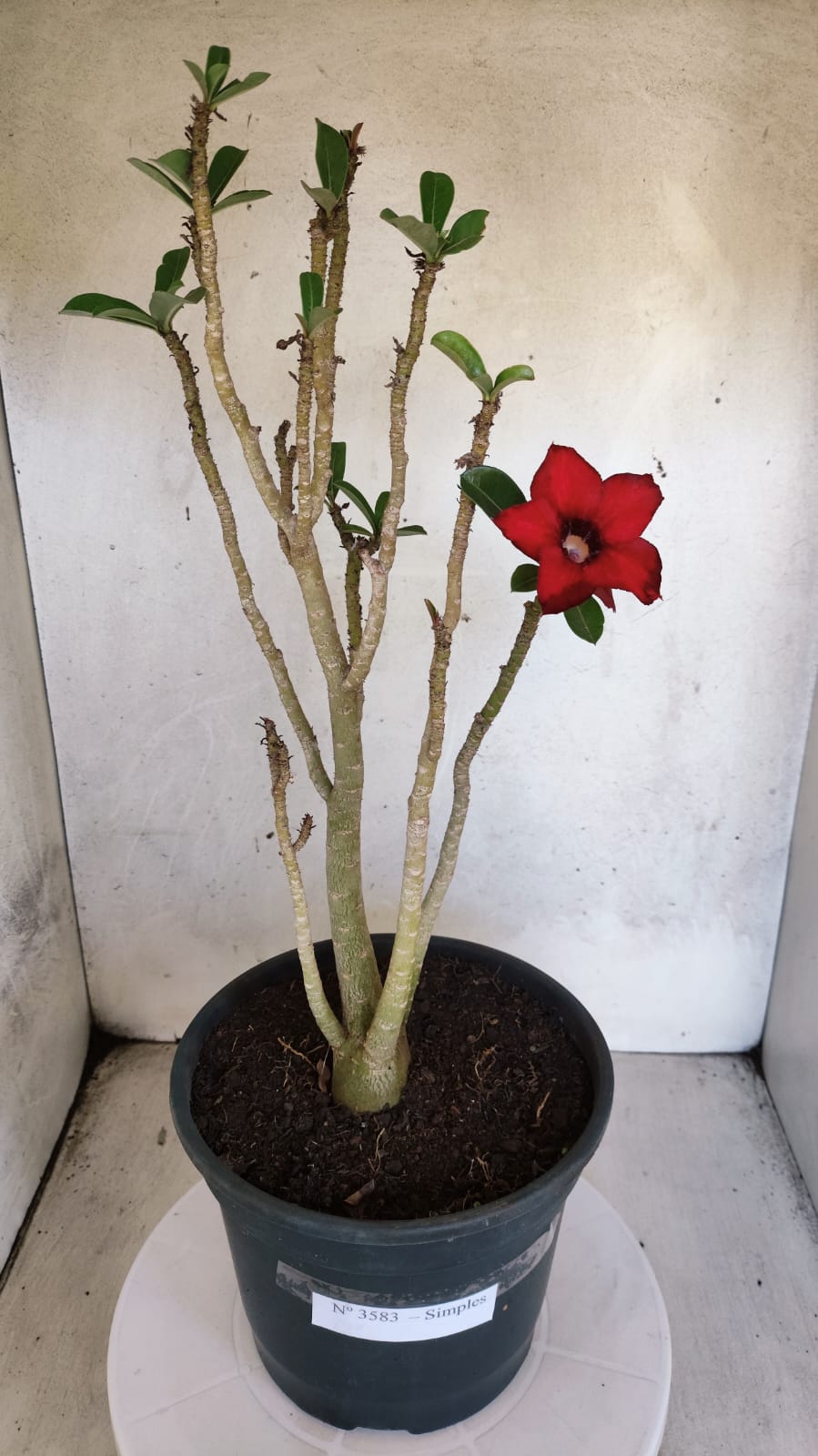 Planta Simples 3583  – 35cm – 03 anos