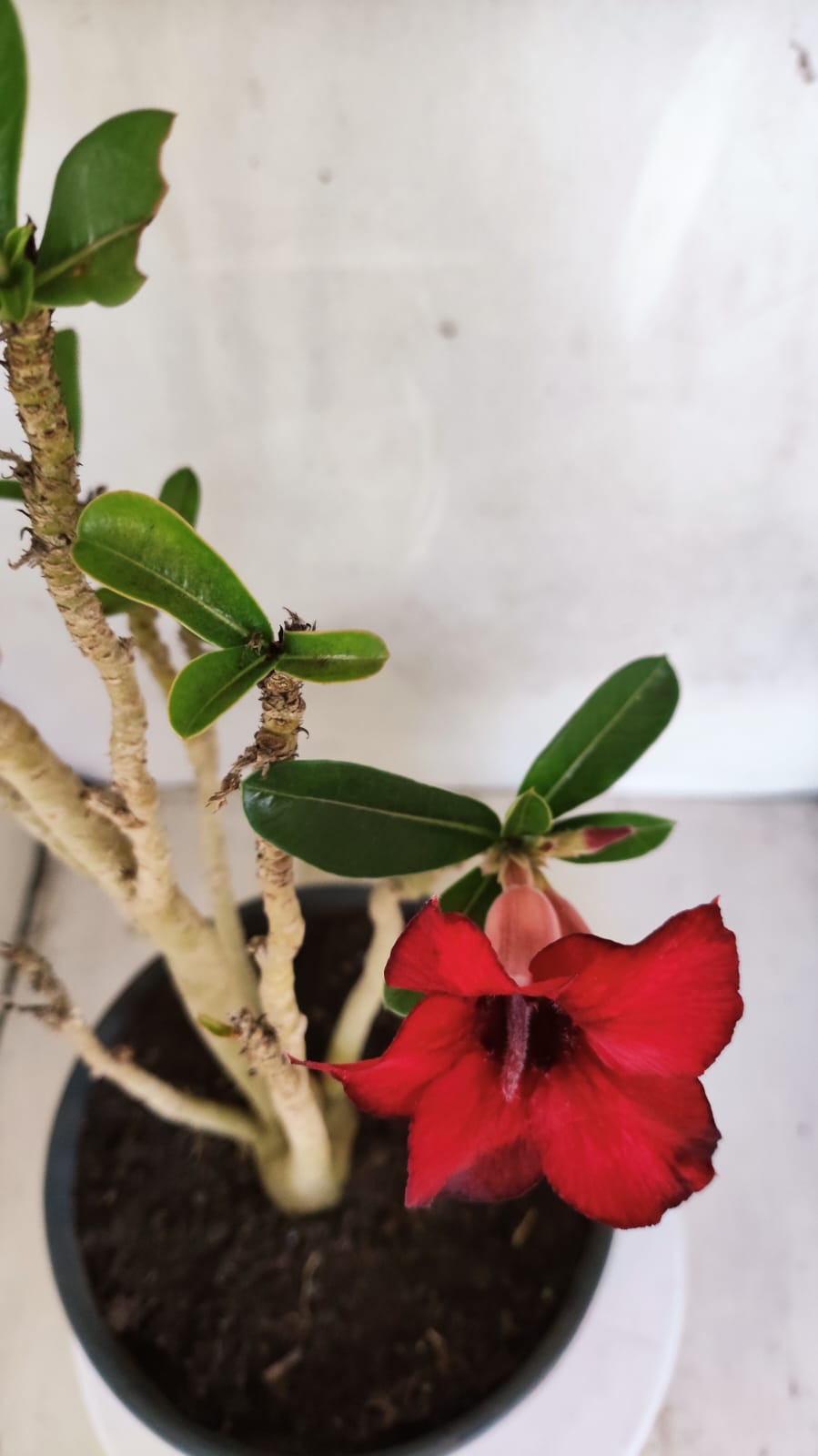 Planta Simples 3583  – 35cm – 03 anos