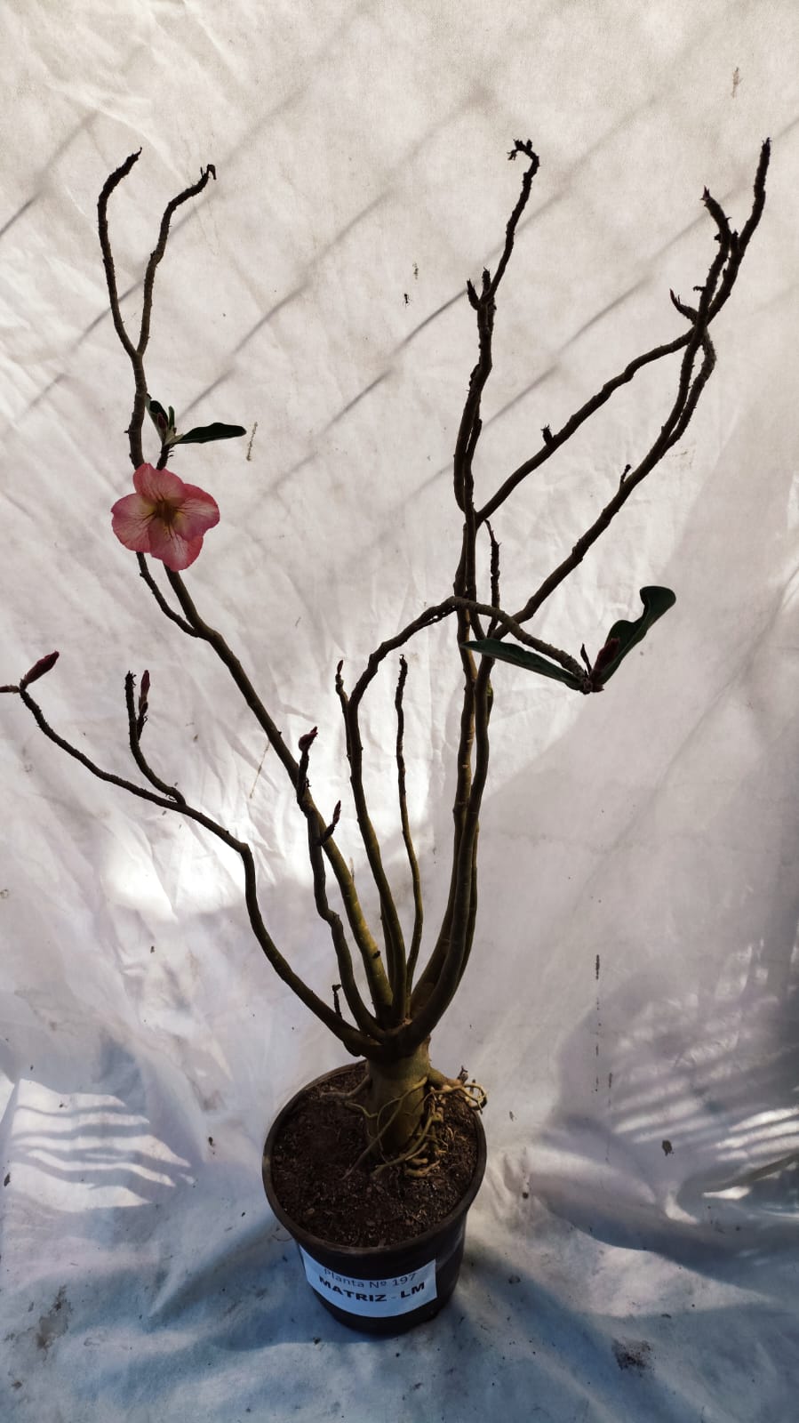 Planta Simples 3583  – 35cm – 03 anos