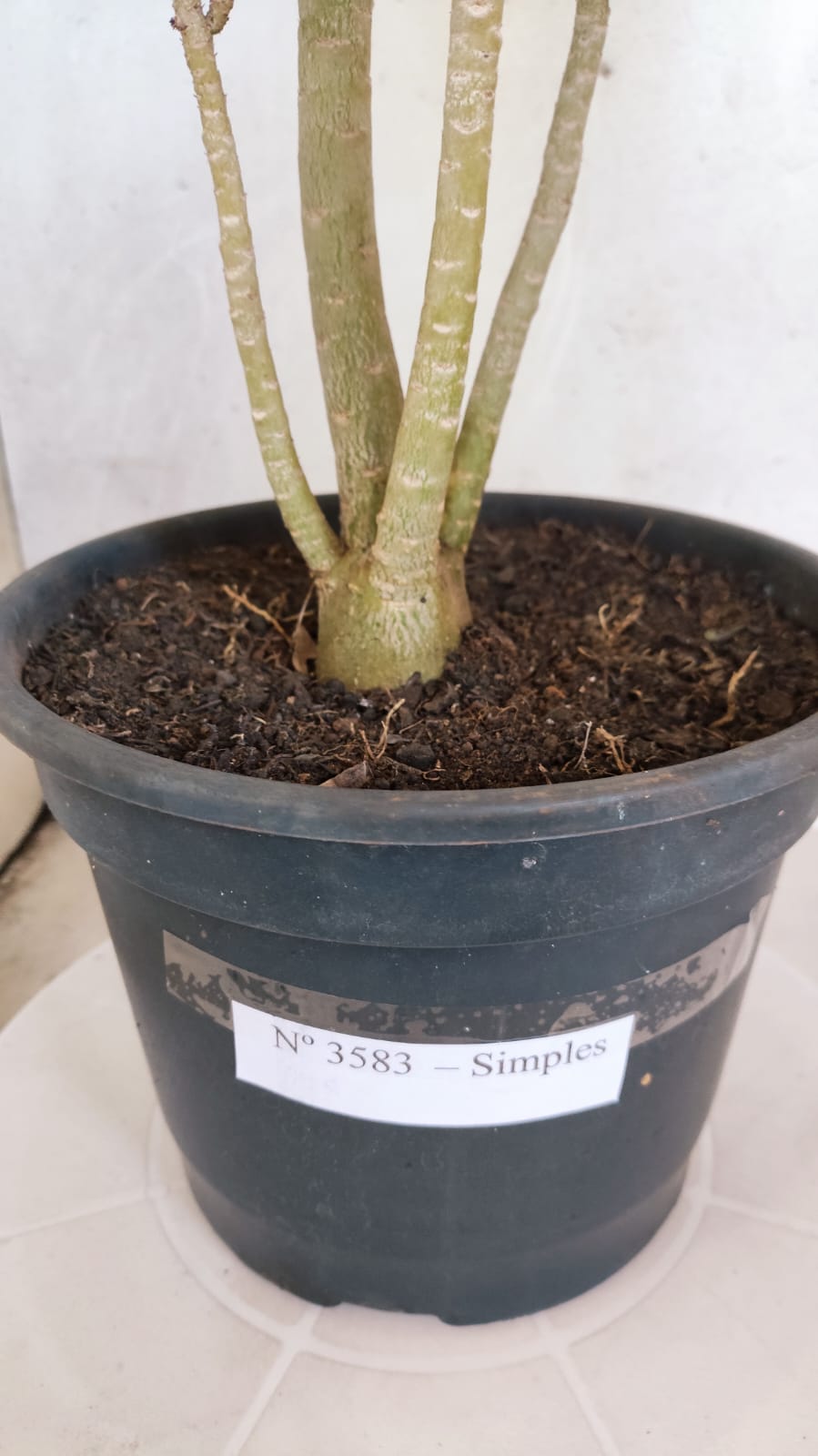 Planta Simples 3583  – 35cm – 03 anos