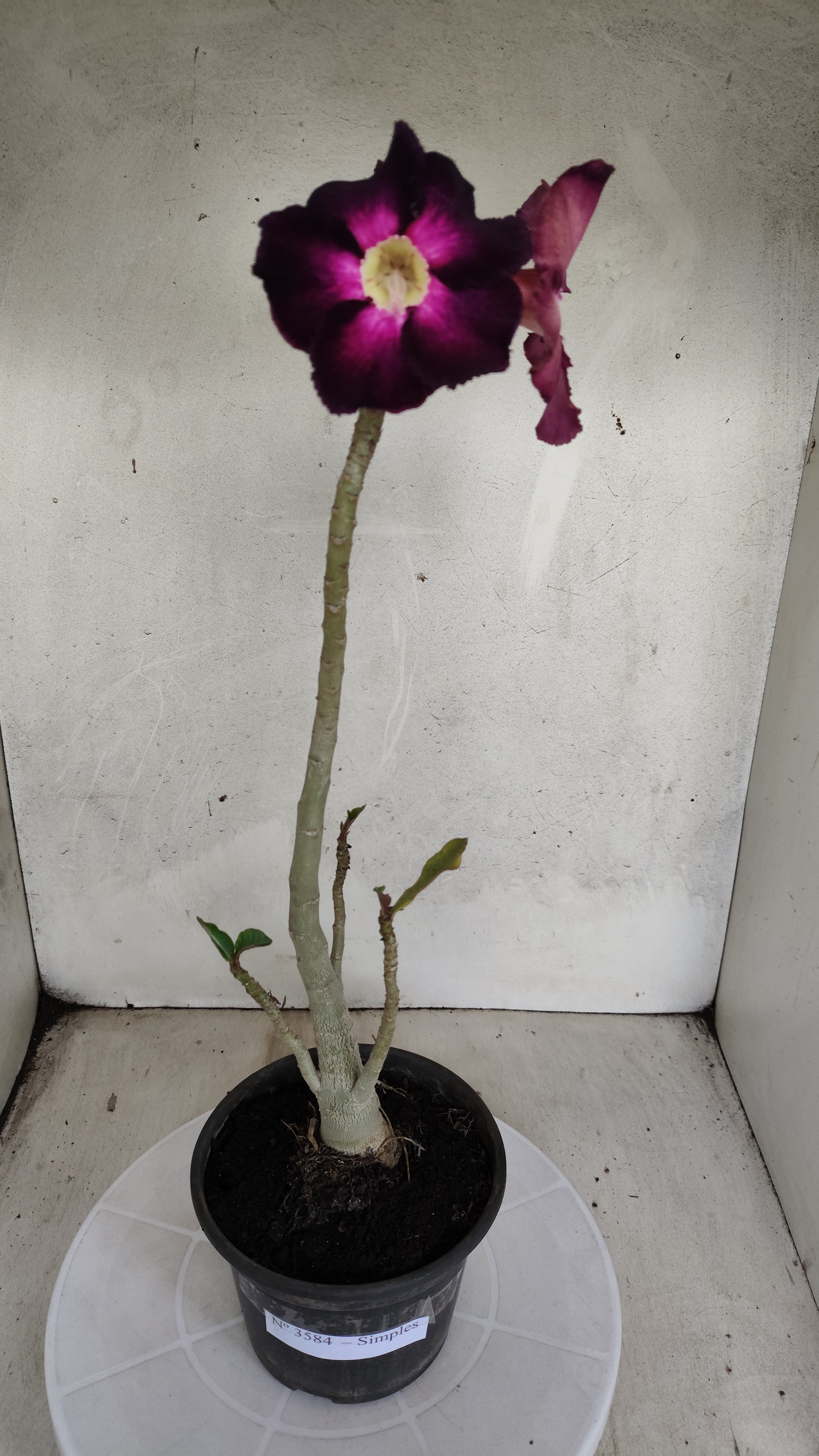 Planta Simples 3584 – 35cm – 03 anos