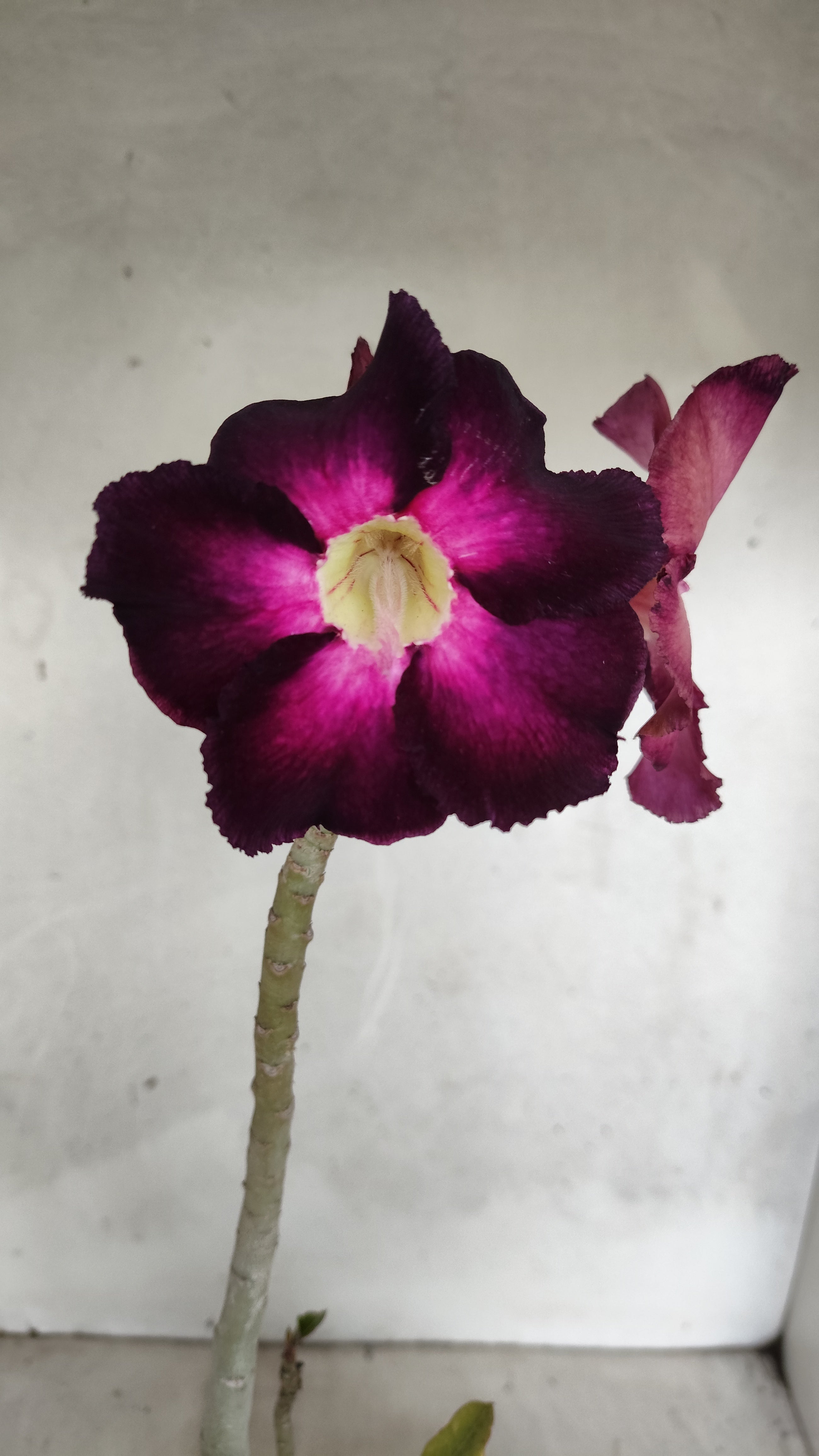 Planta Simples 3584 – 35cm – 03 anos