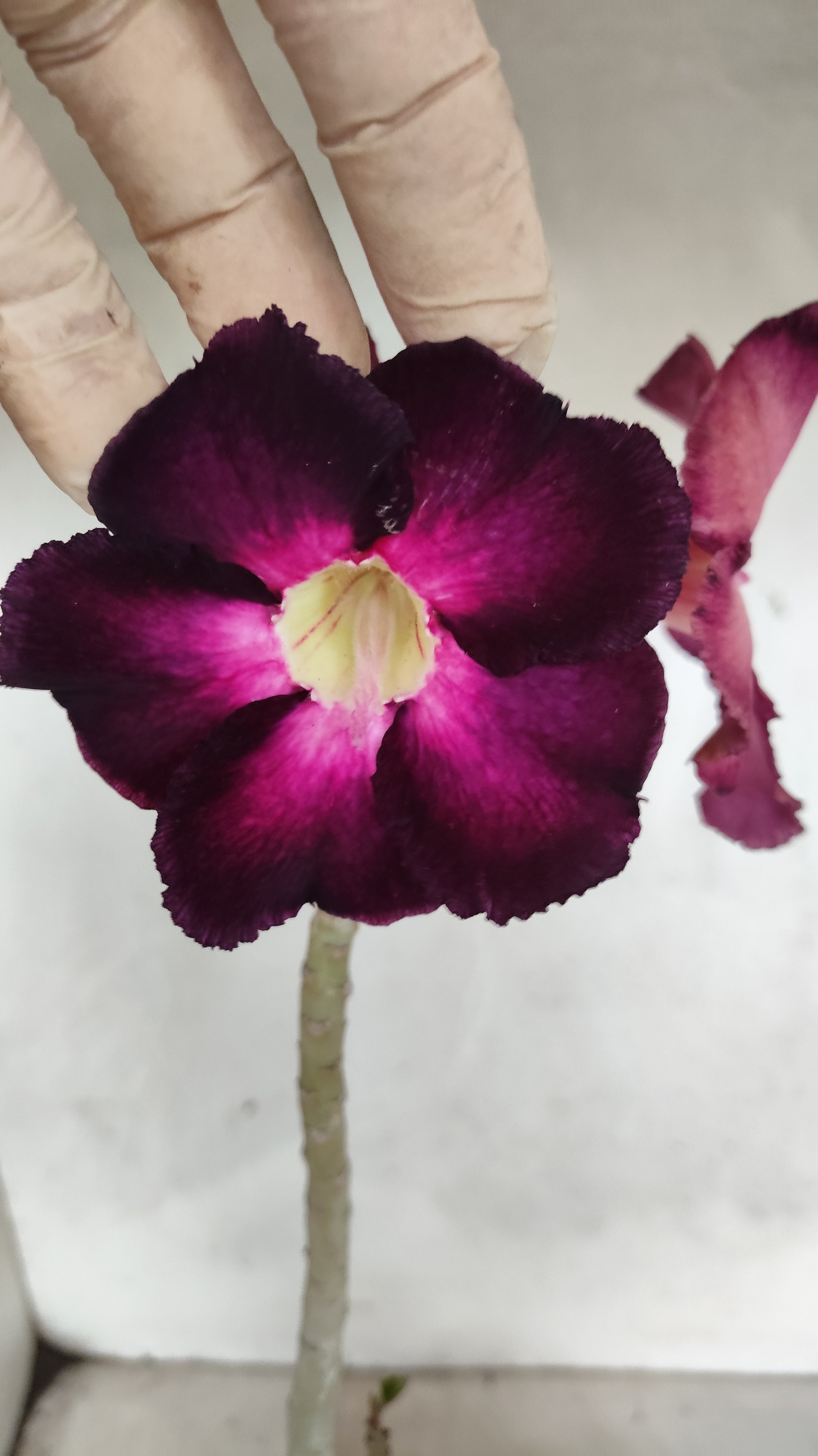 Planta Simples 3584 – 35cm – 03 anos