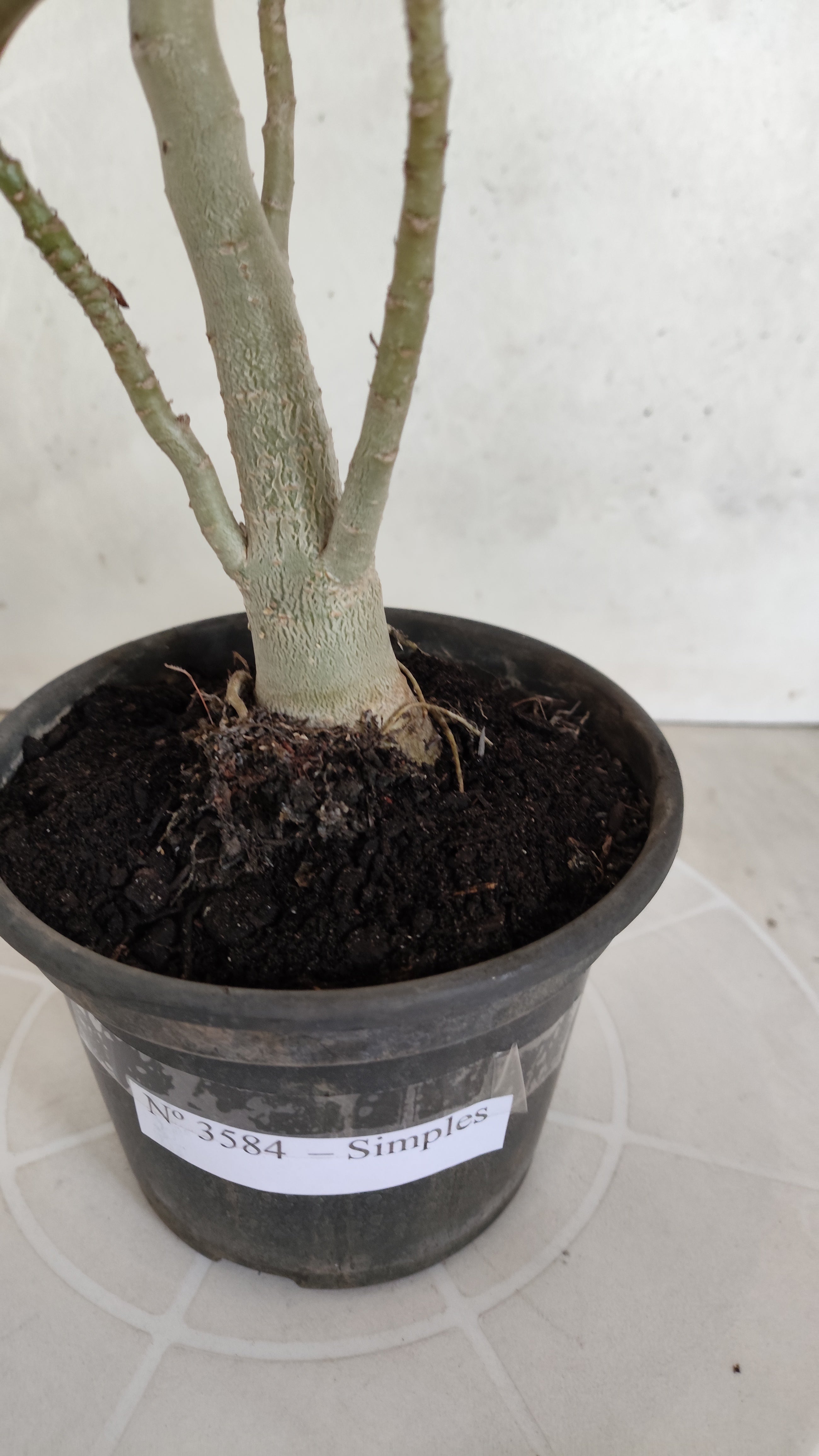 Planta Simples 3584 – 35cm – 03 anos