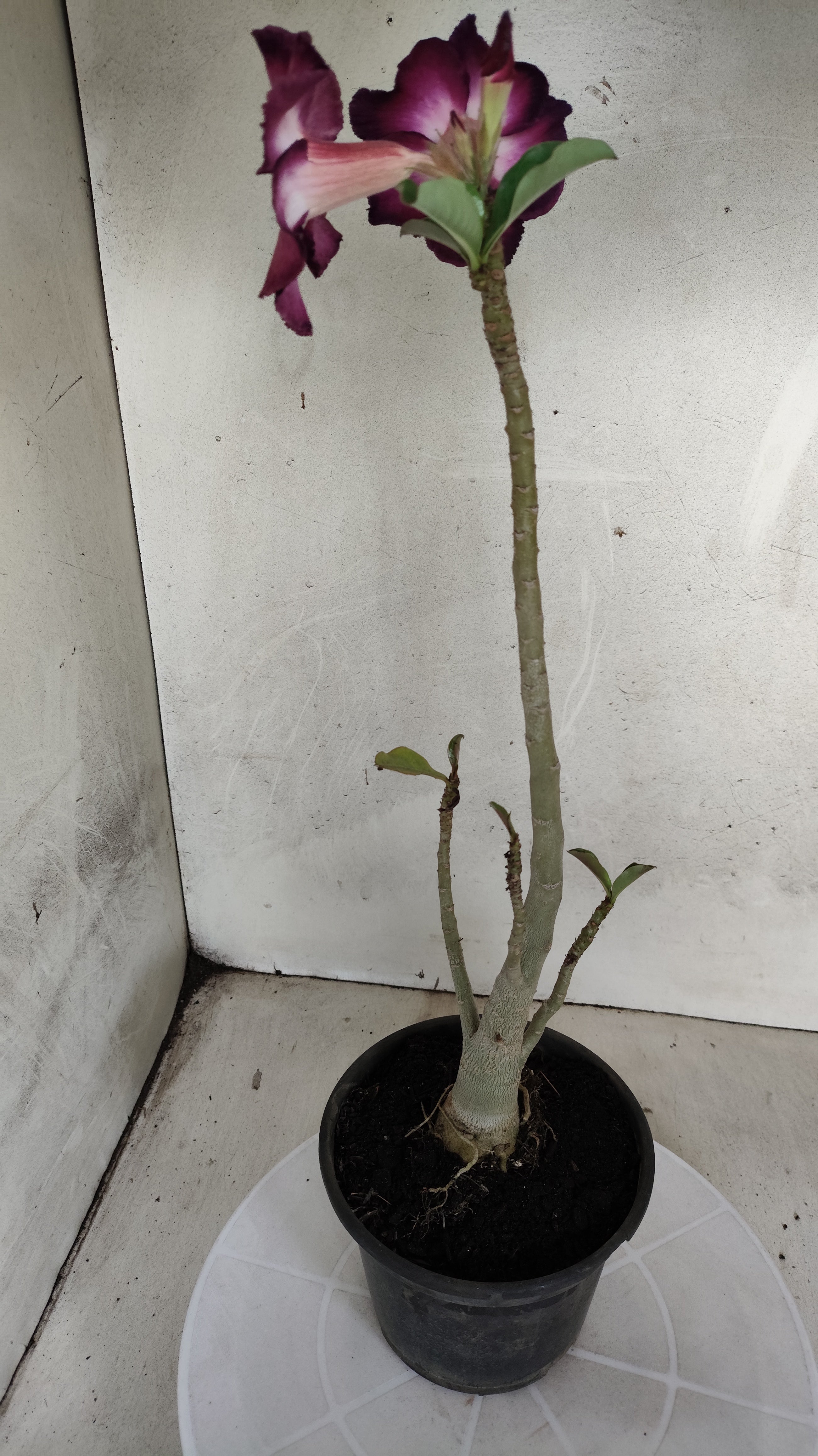 Planta Simples 3584 – 35cm – 03 anos