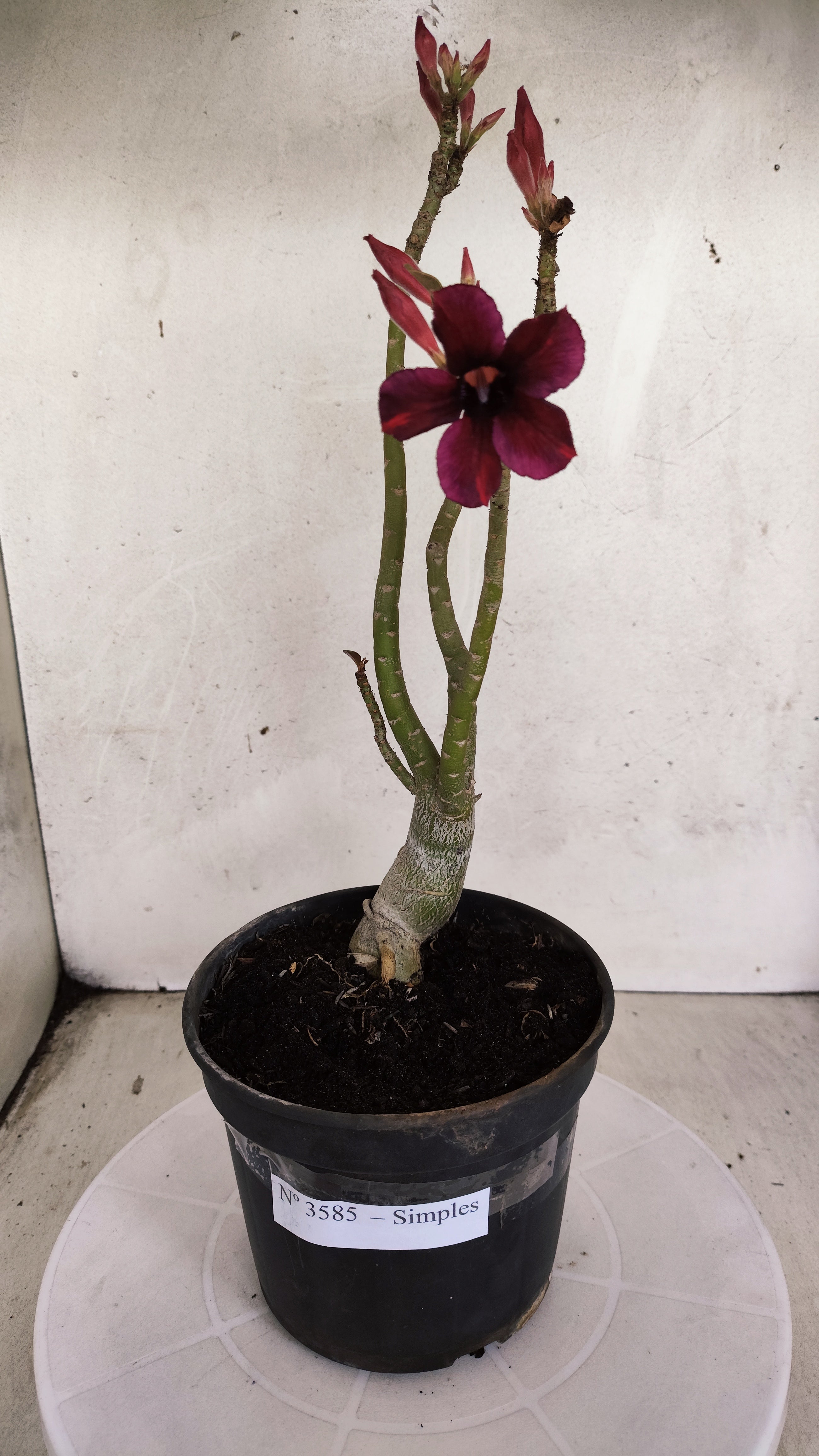 Planta Simples 3585 – 30cm – 02 anos