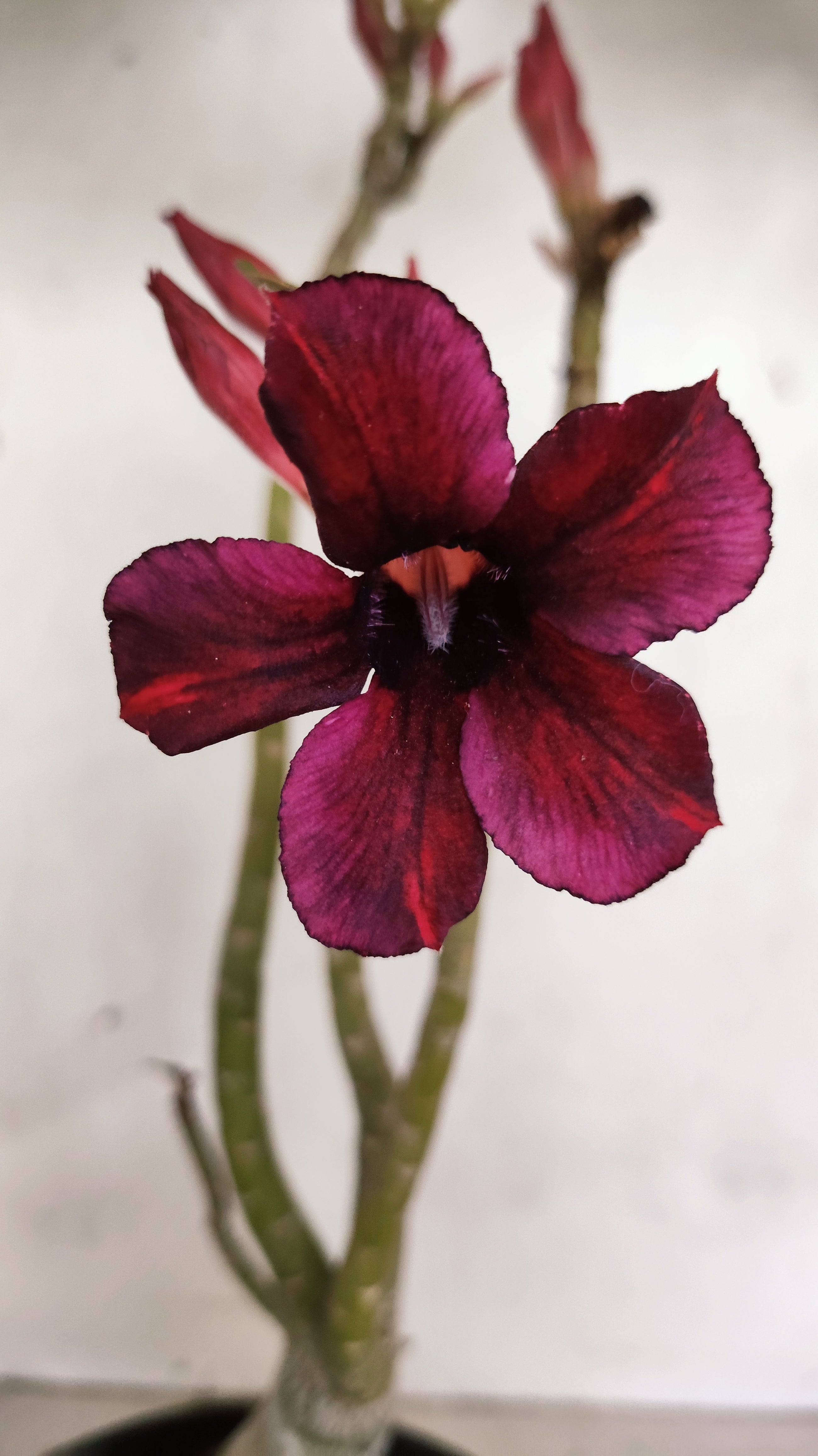 Planta Simples 3585 – 30cm – 02 anos