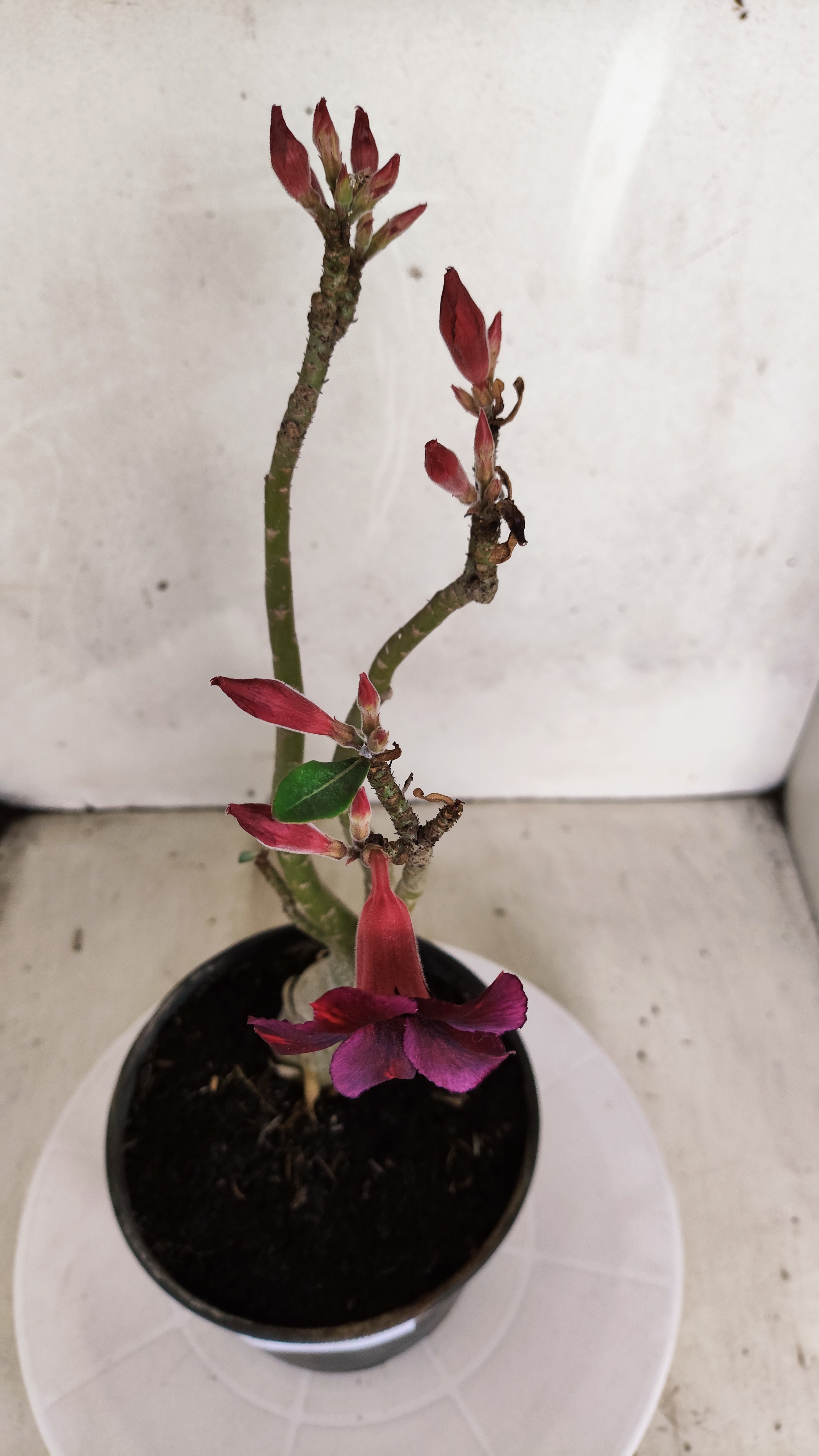 Planta Simples 3585 – 30cm – 02 anos