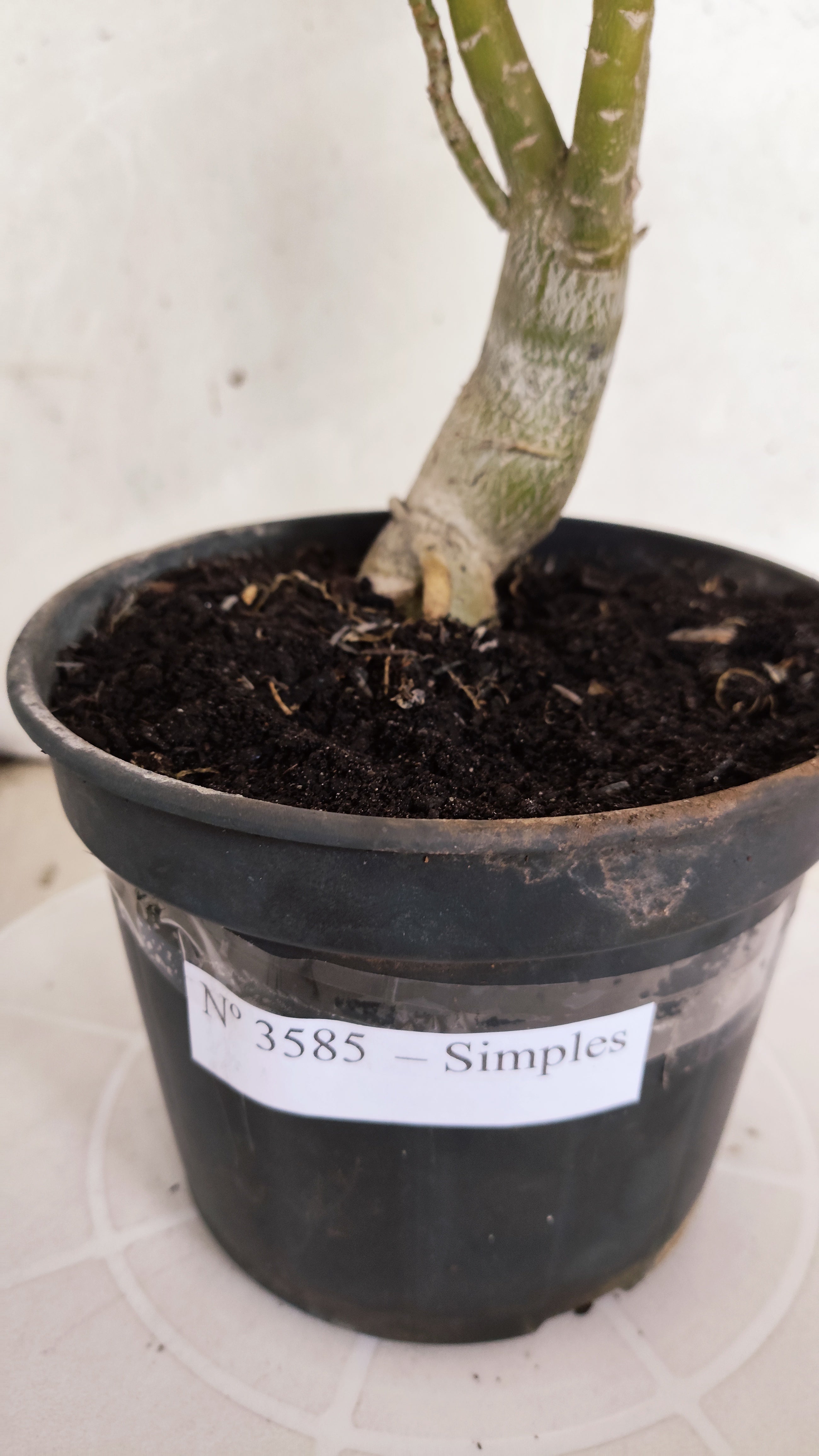 Planta Simples 3585 – 30cm – 02 anos