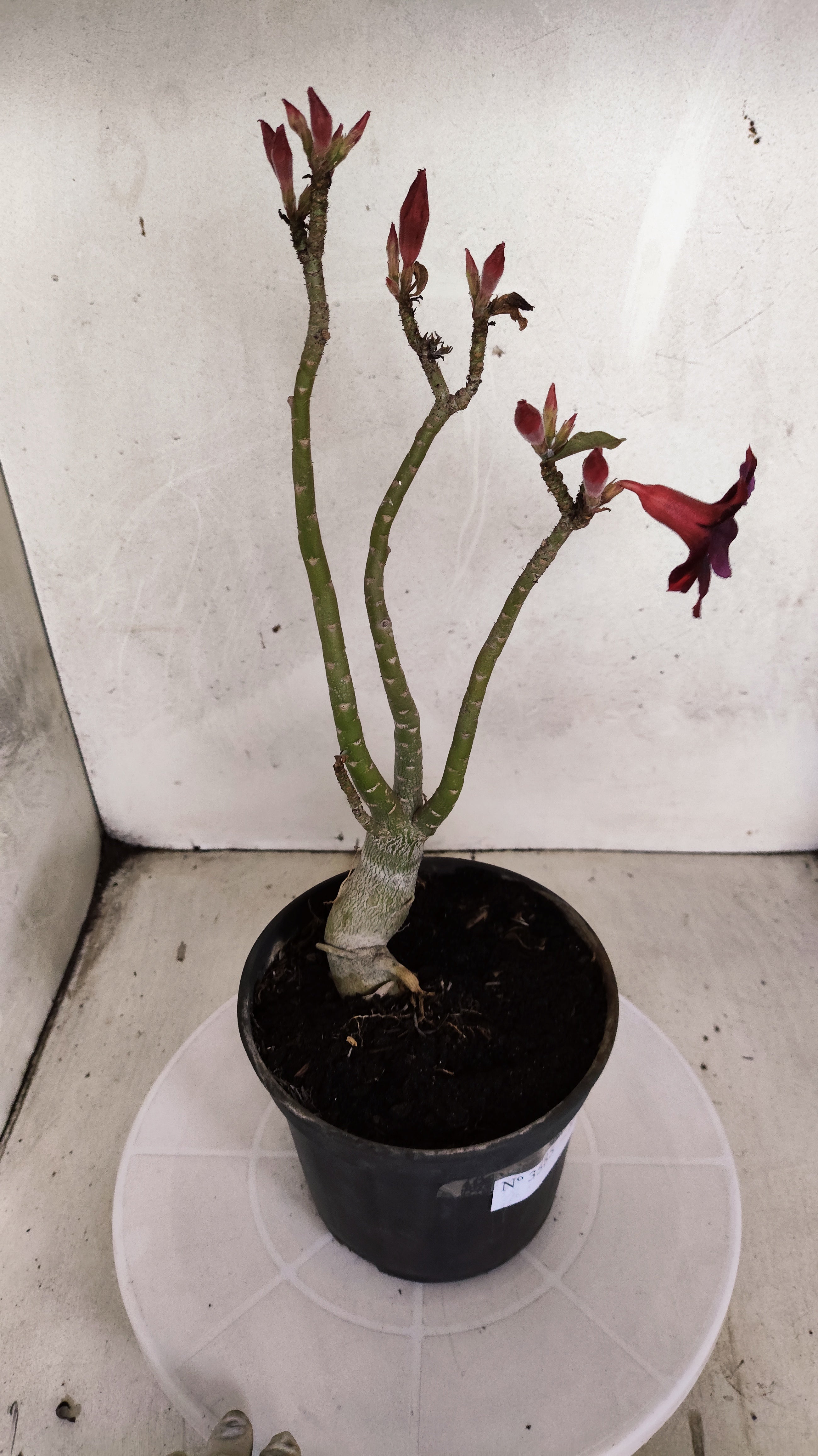 Planta Simples 3585 – 30cm – 02 anos