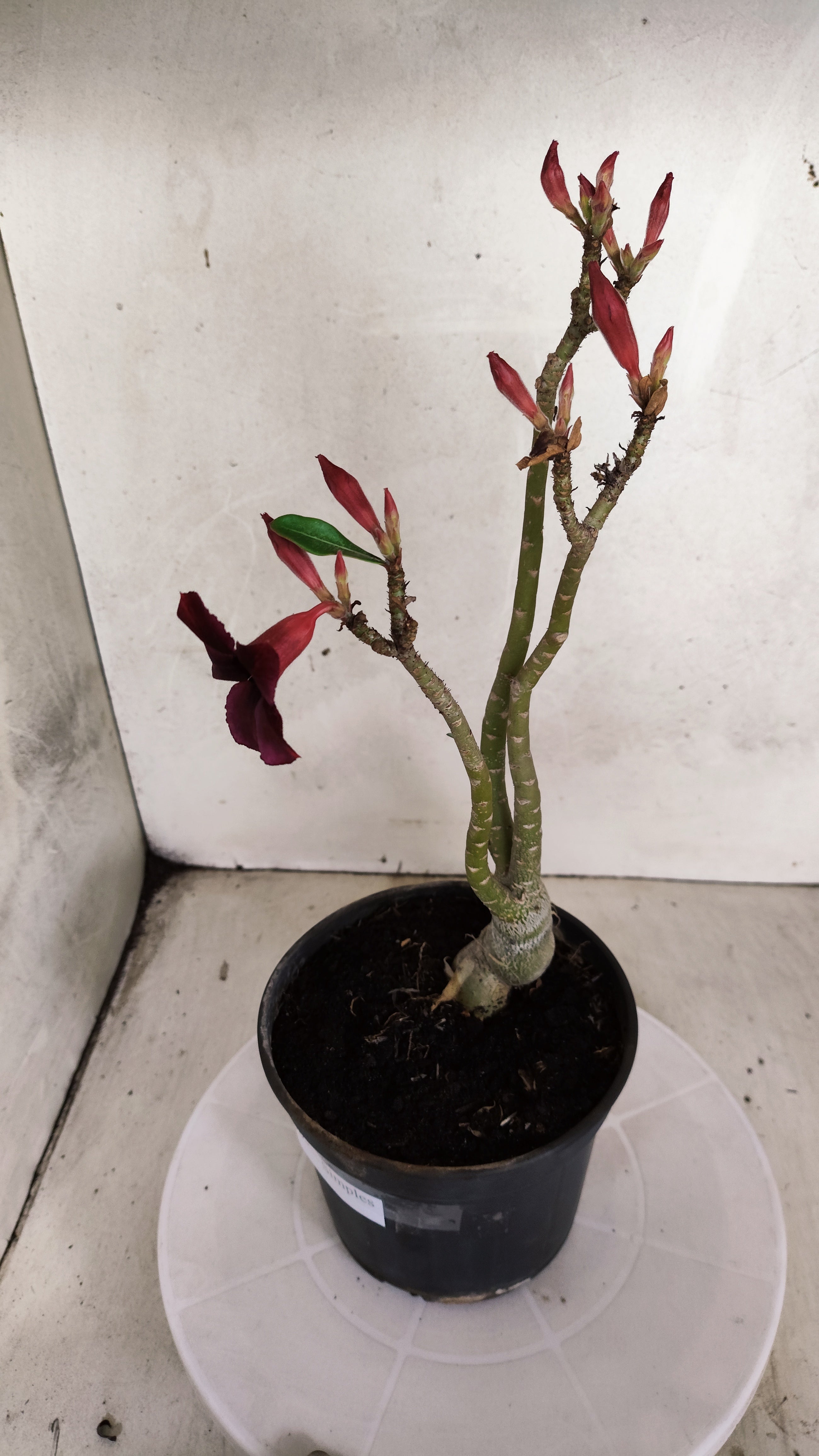 Planta Simples 3585 – 30cm – 02 anos