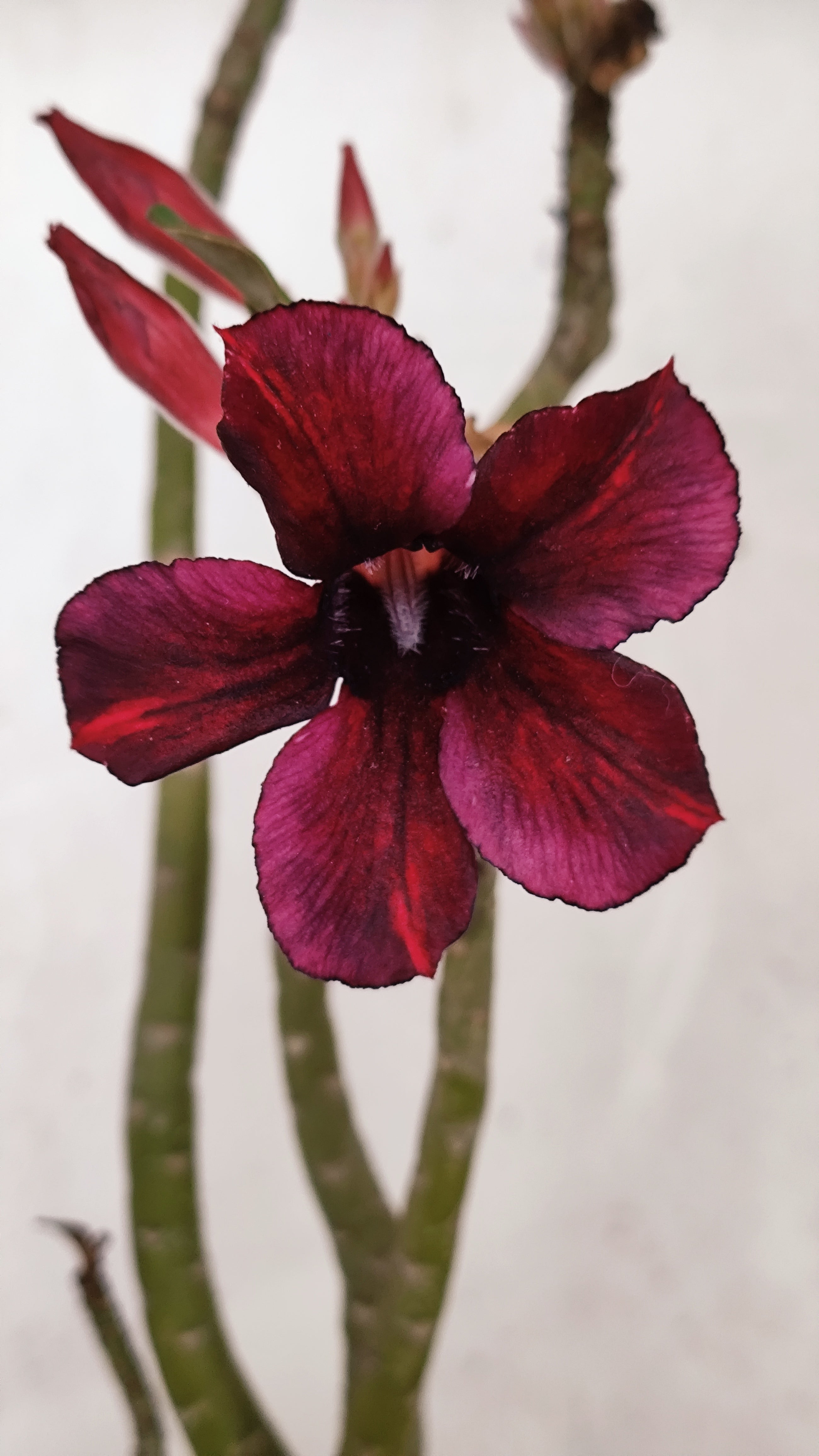Planta Simples 3585 – 30cm – 02 anos