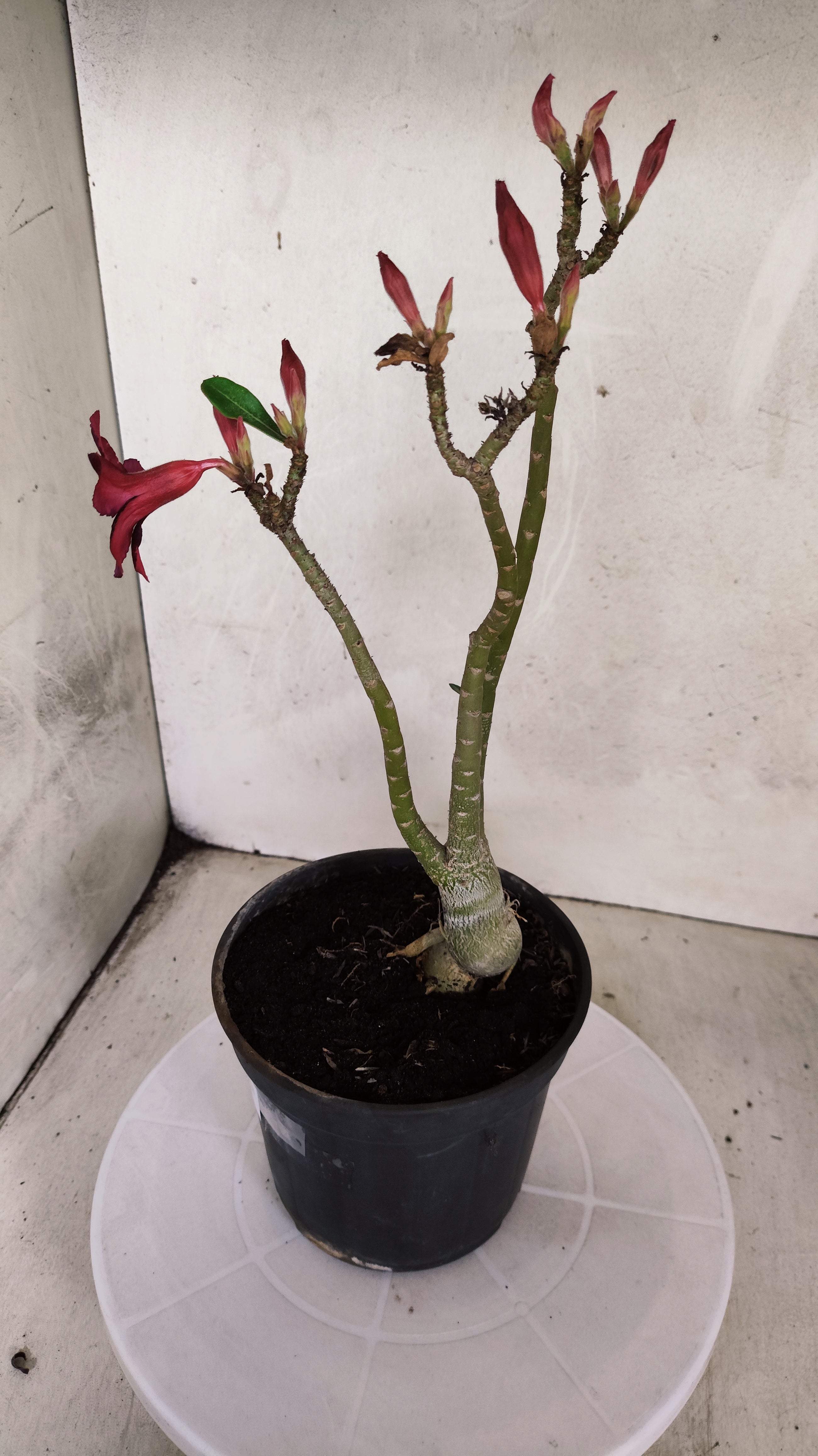 Planta Simples 3585 – 30cm – 02 anos