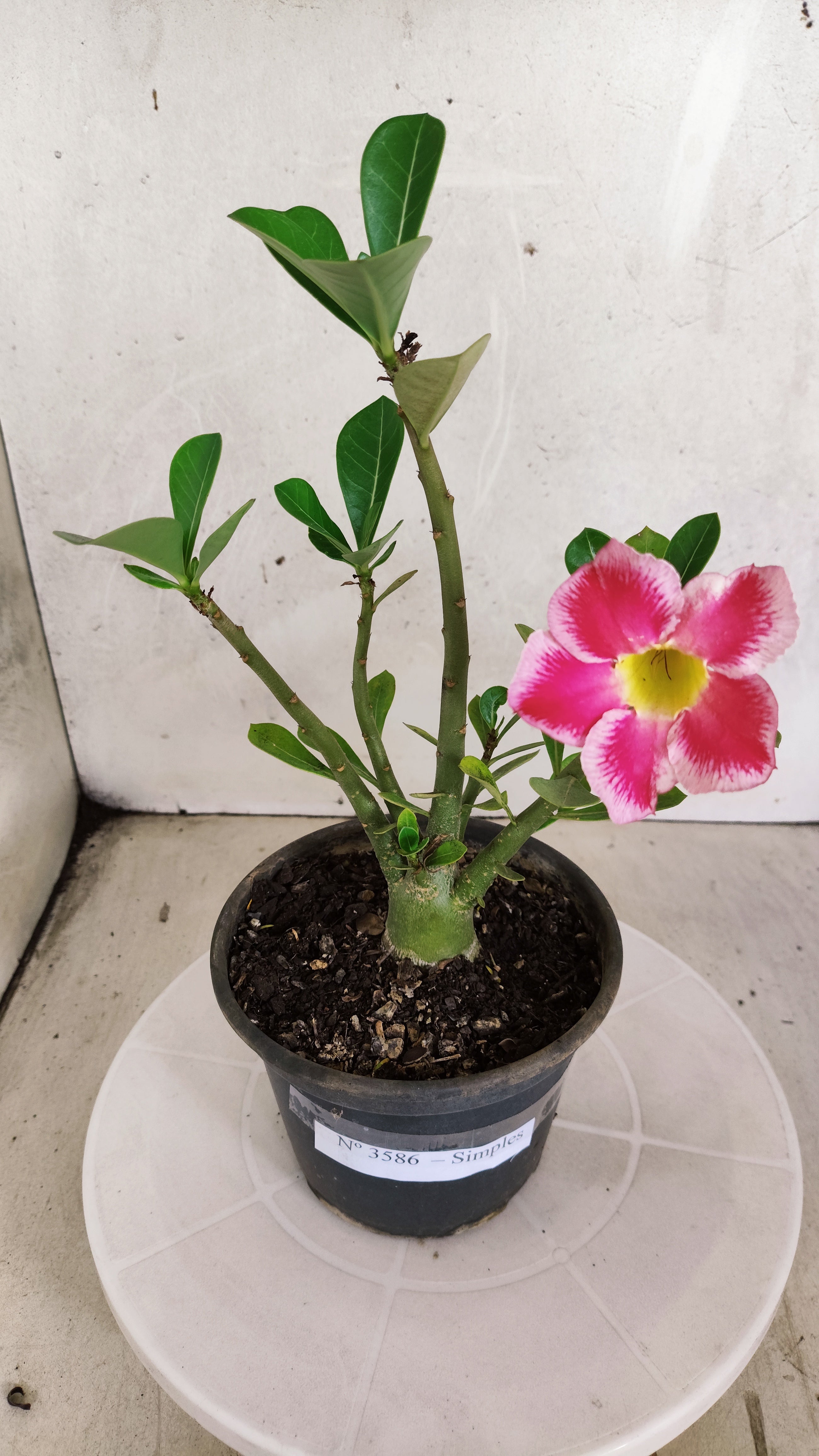 Planta Simples 3586 – 30cm – 01 ano