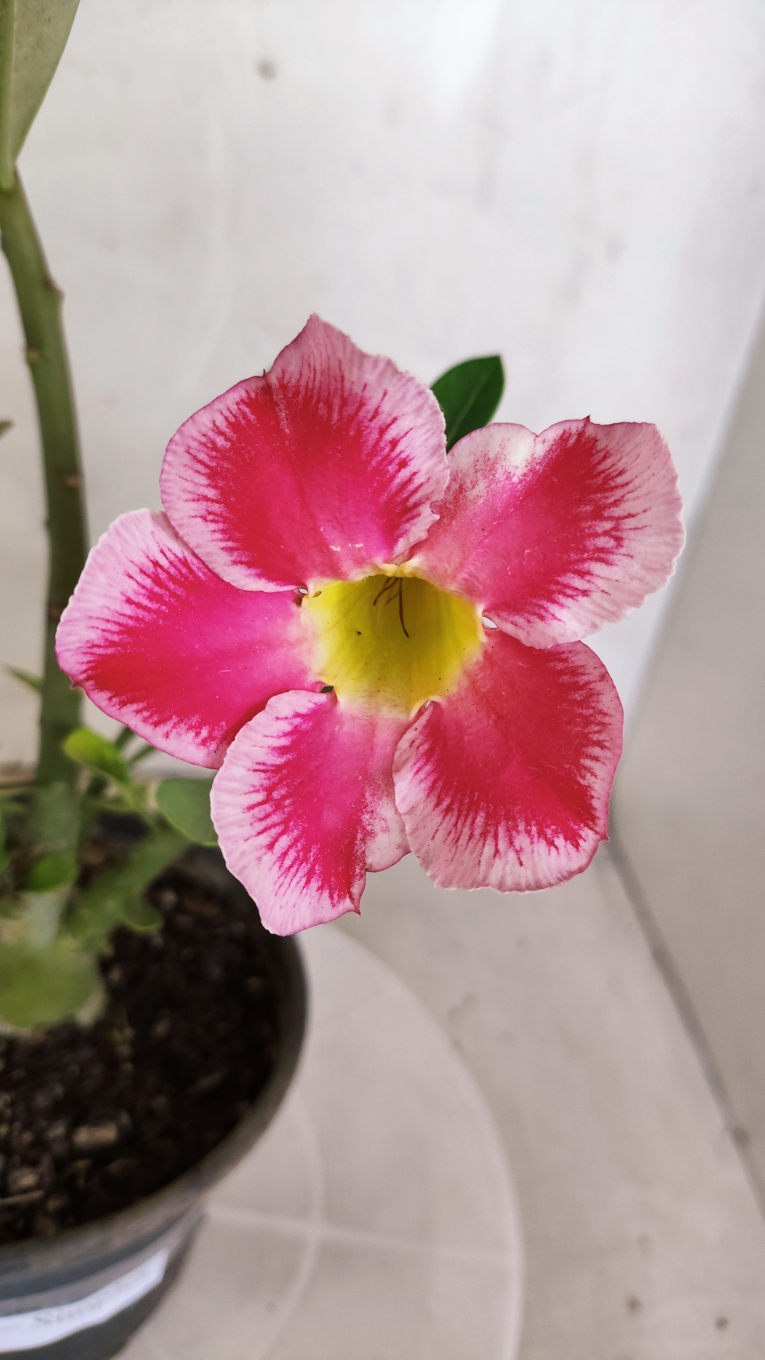 Planta Simples 3586 – 30cm – 01 ano