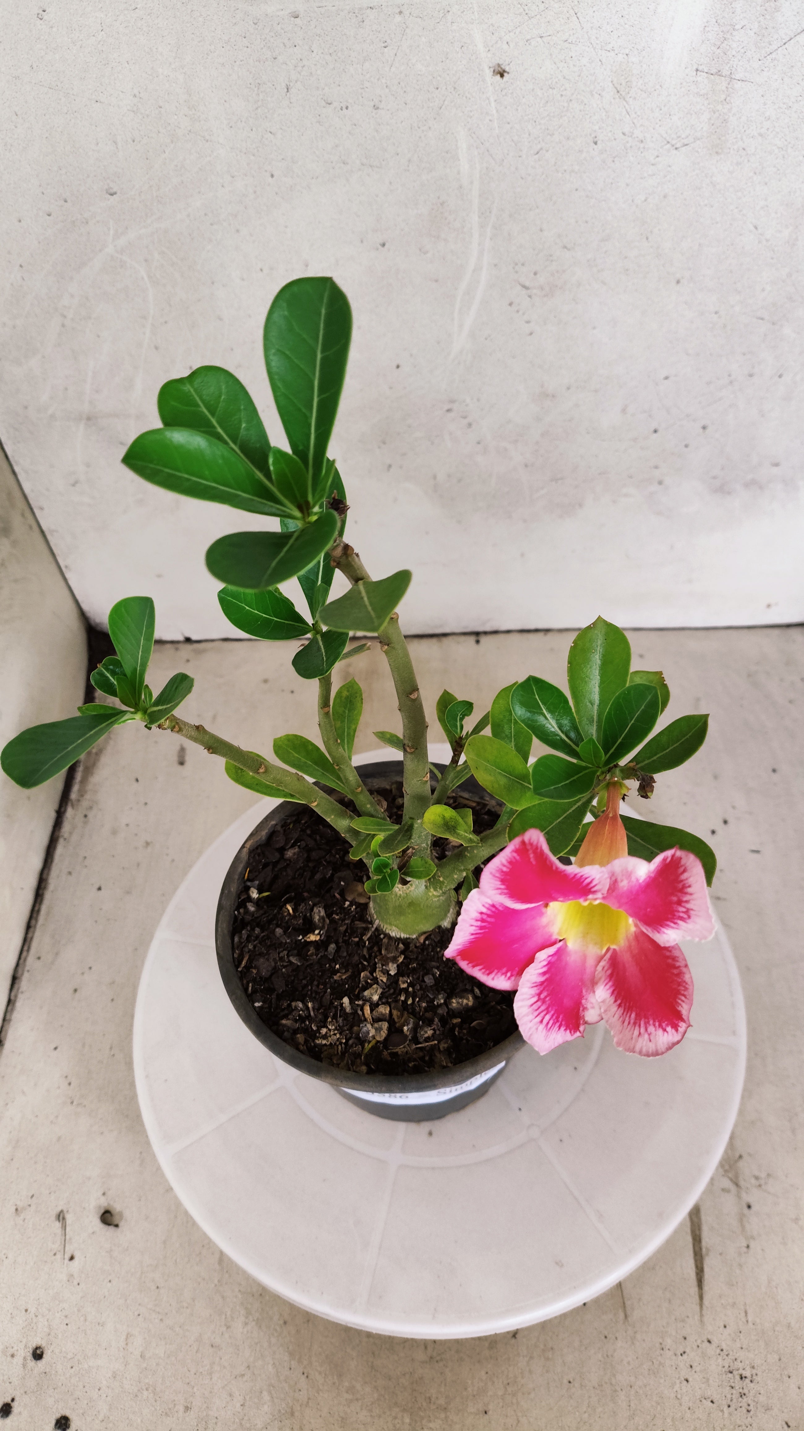 Planta Simples 3586 – 30cm – 01 ano
