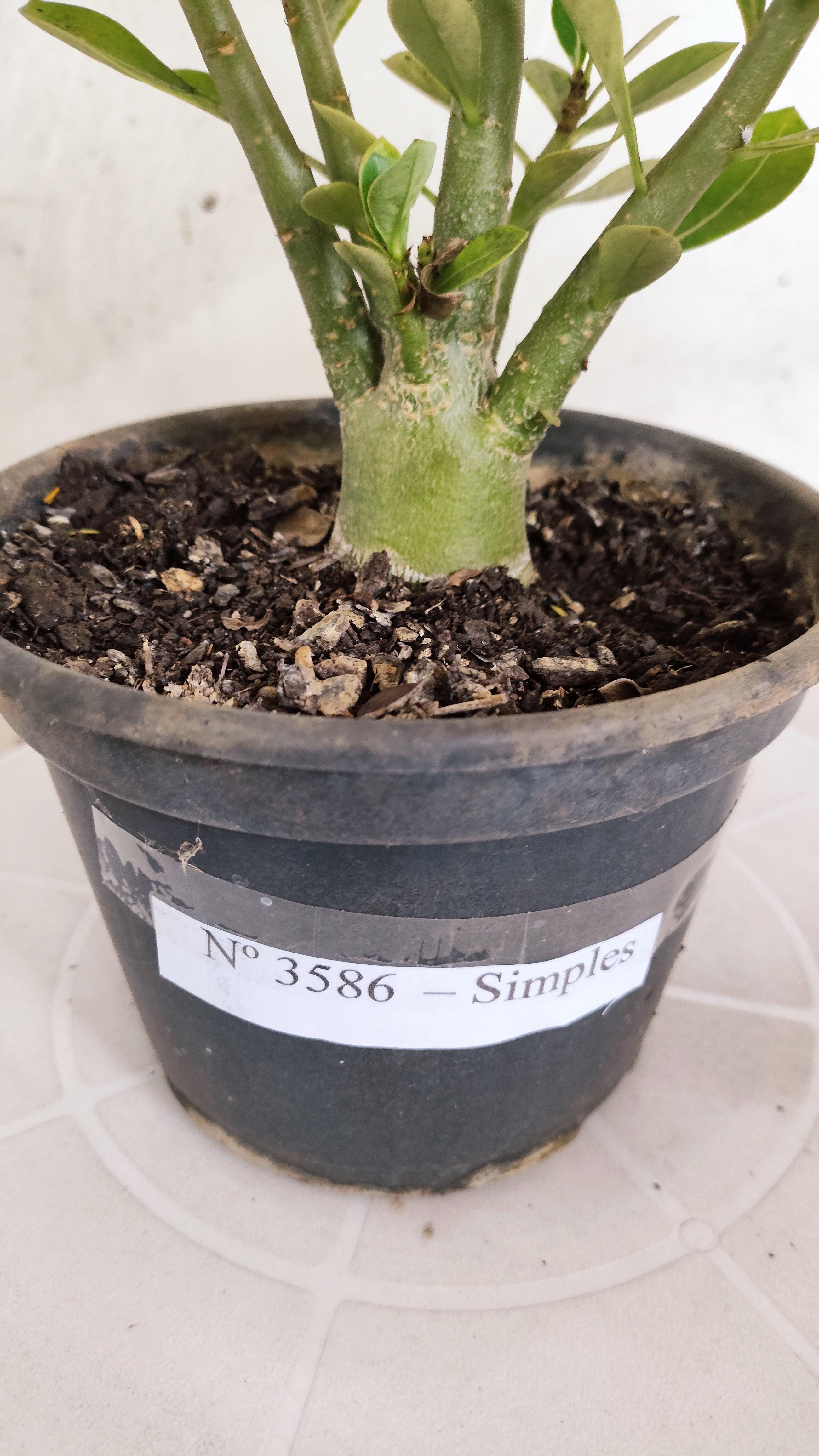 Planta Simples 3586 – 30cm – 01 ano