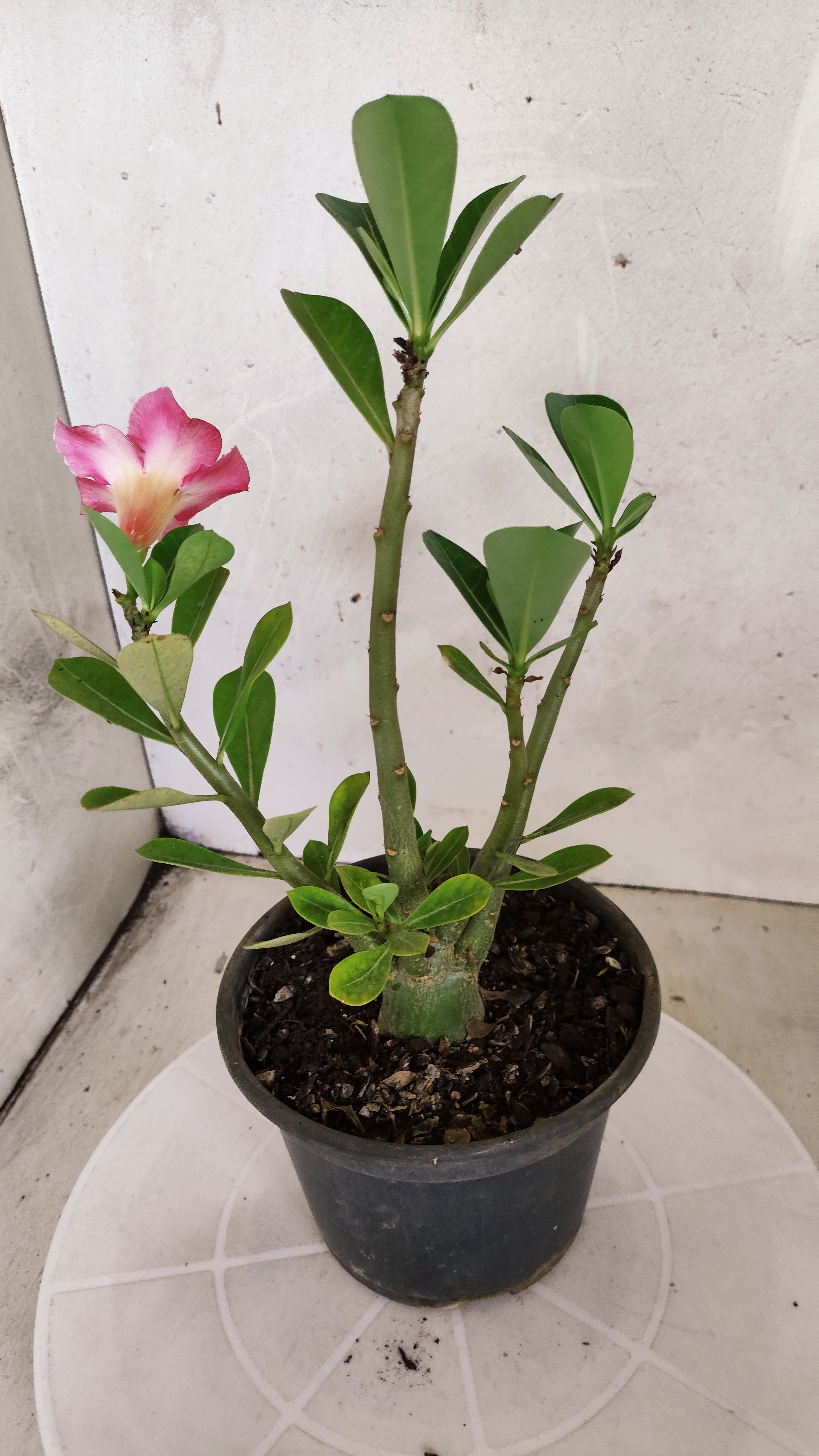 Planta Simples 3586 – 30cm – 01 ano