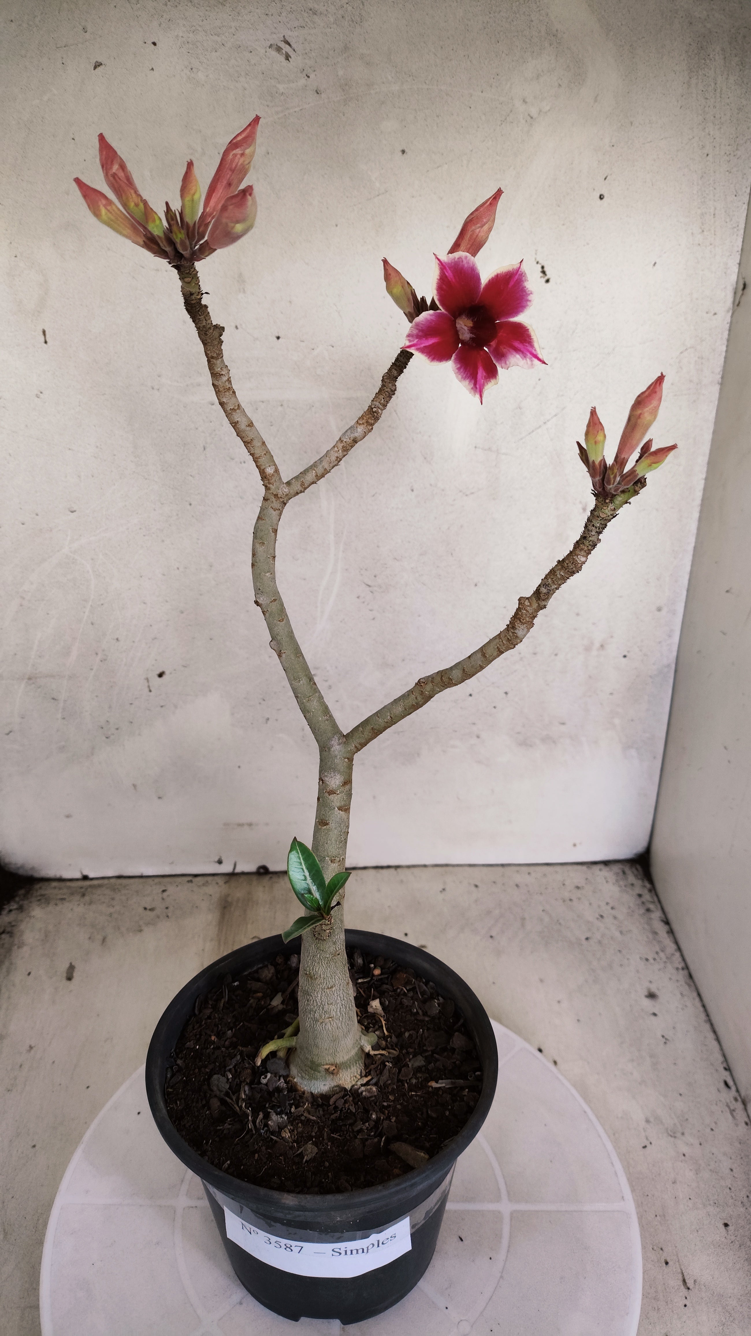 Planta Simples 3587 – 35cm – 03 anos