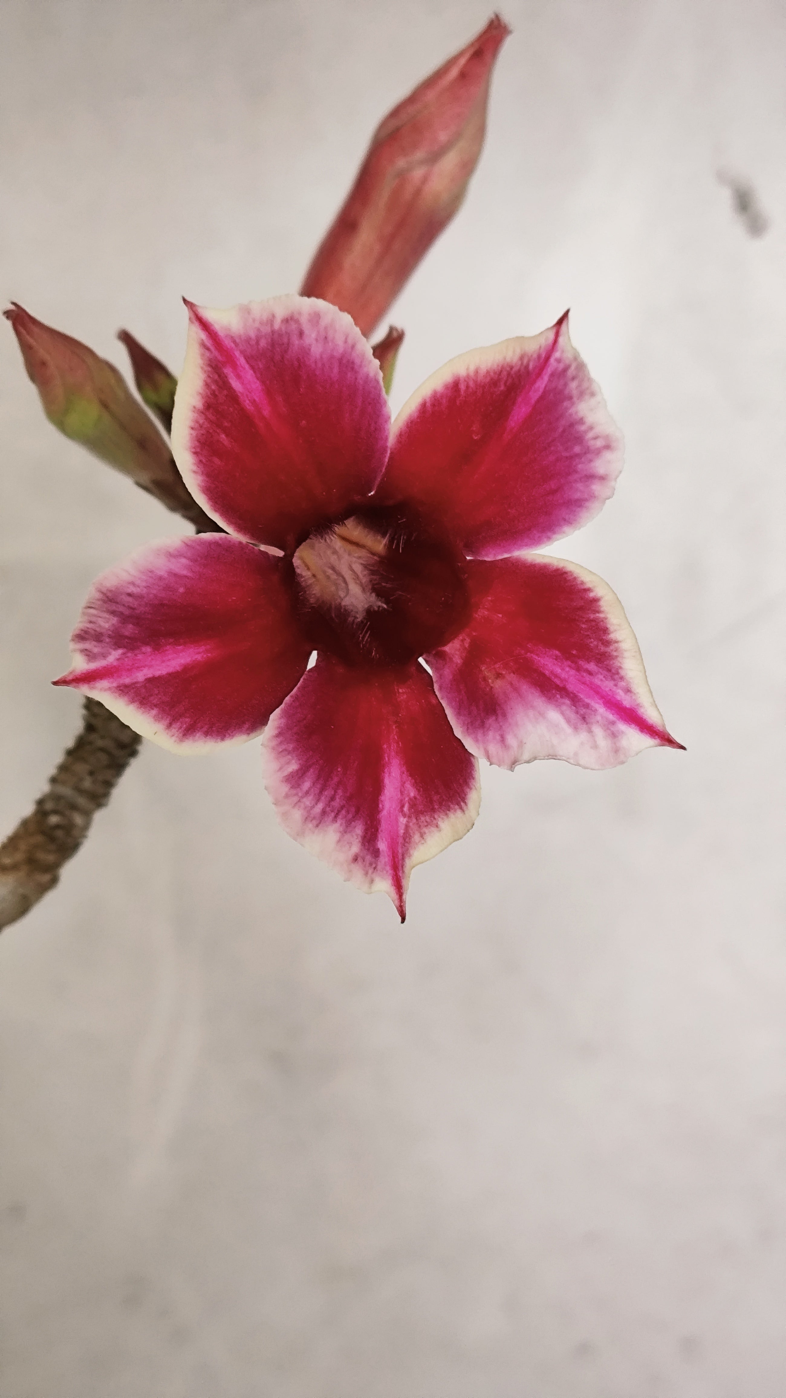 Planta Simples 3587 – 35cm – 03 anos