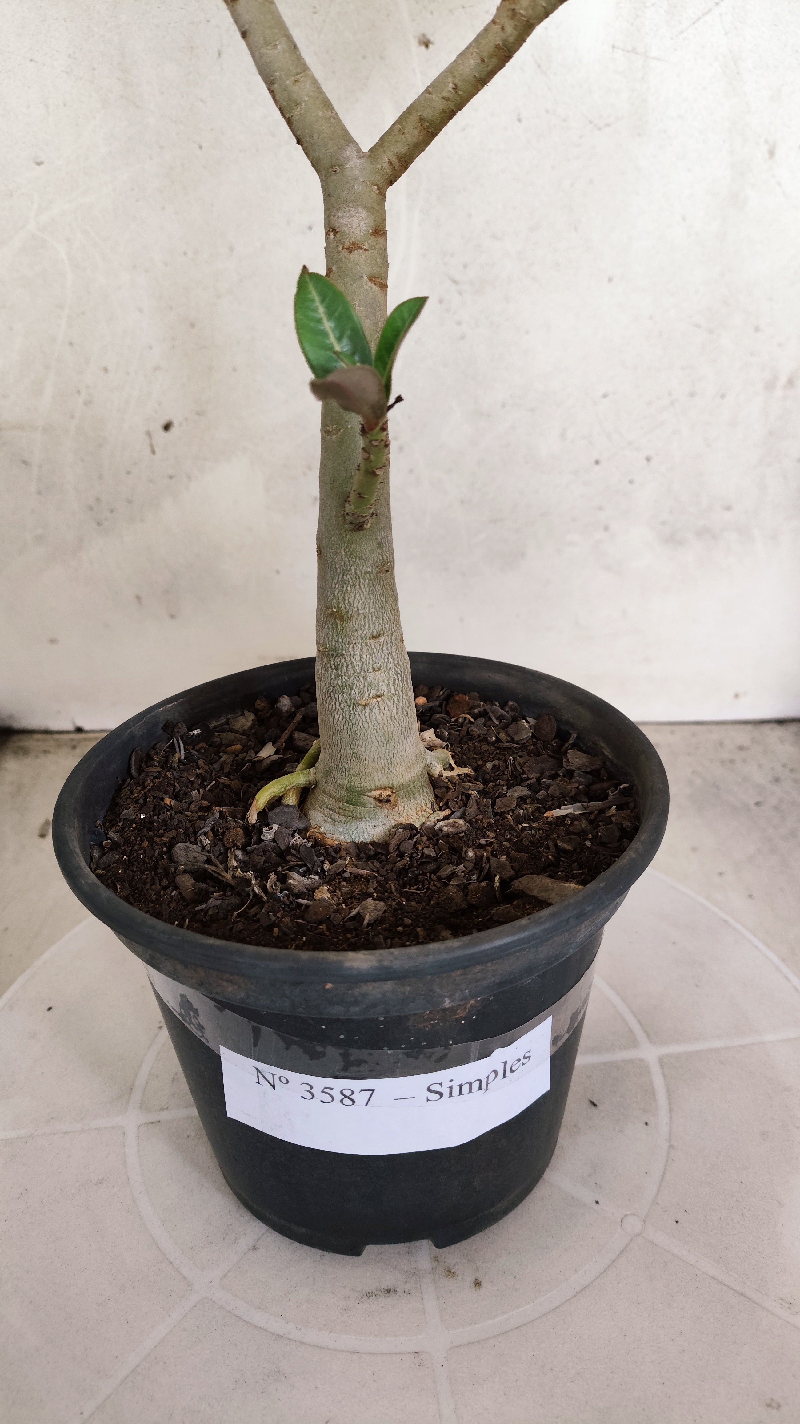 Planta Simples 3587 – 35cm – 03 anos
