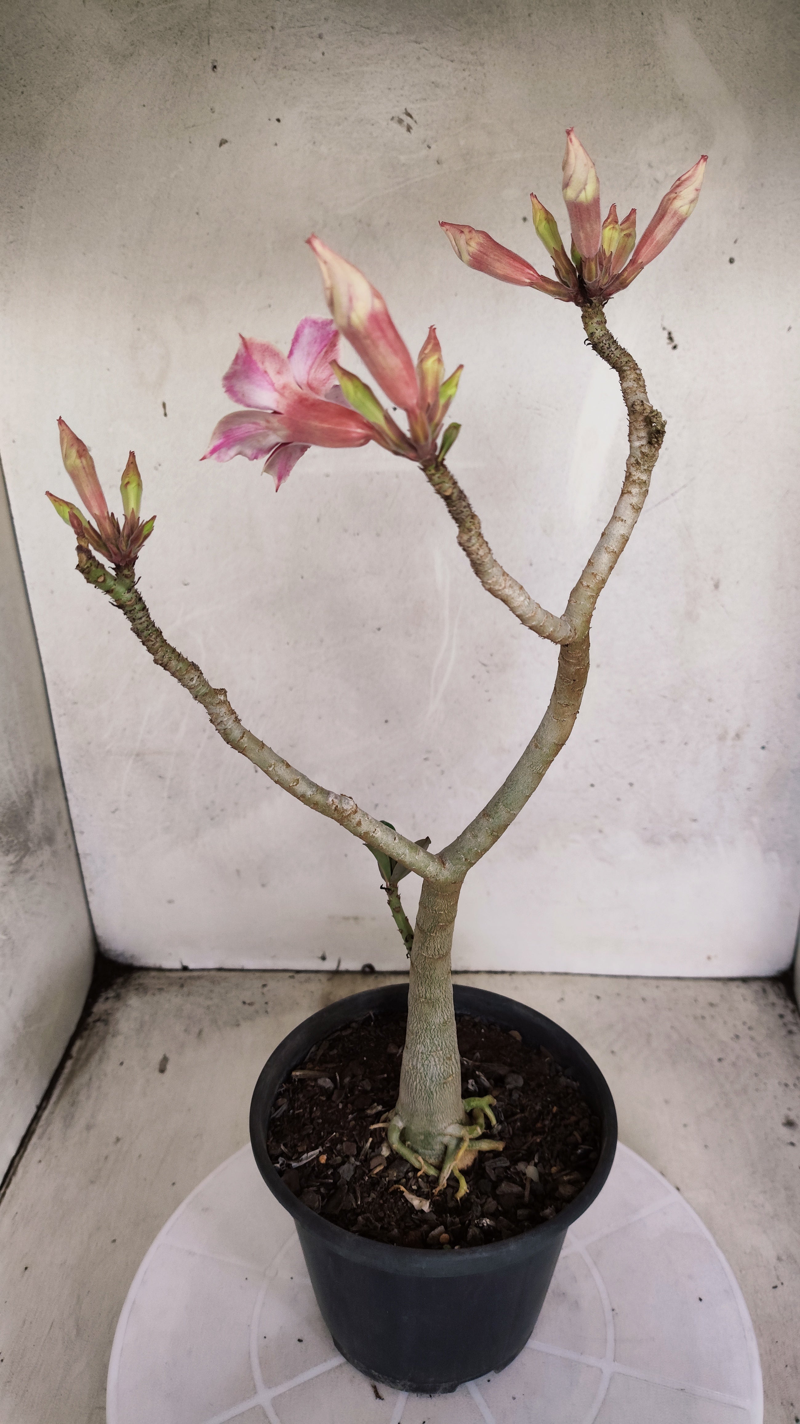 Planta Simples 3587 – 35cm – 03 anos