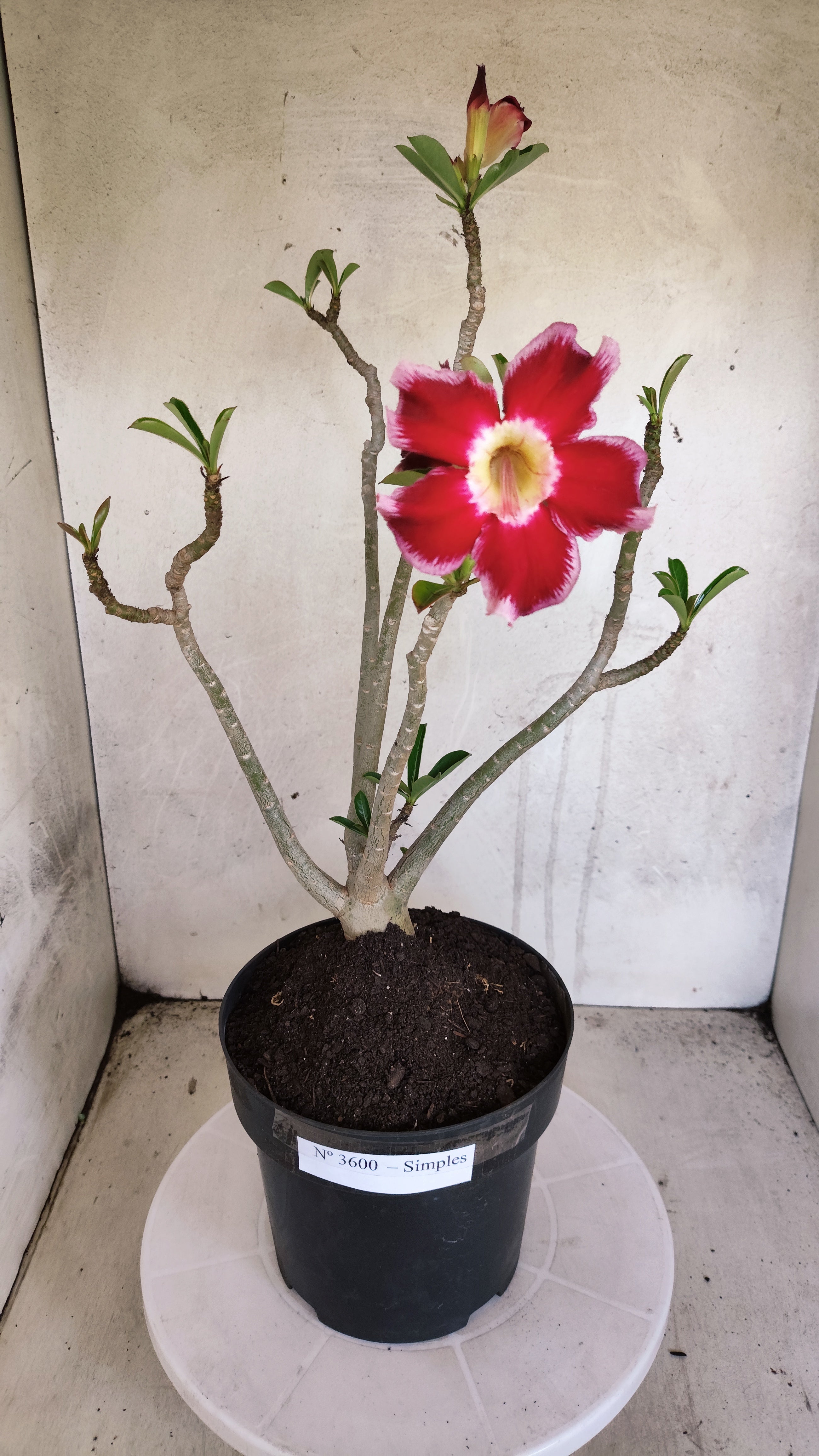 Planta Simples 3600 – 40cm – 03 anos