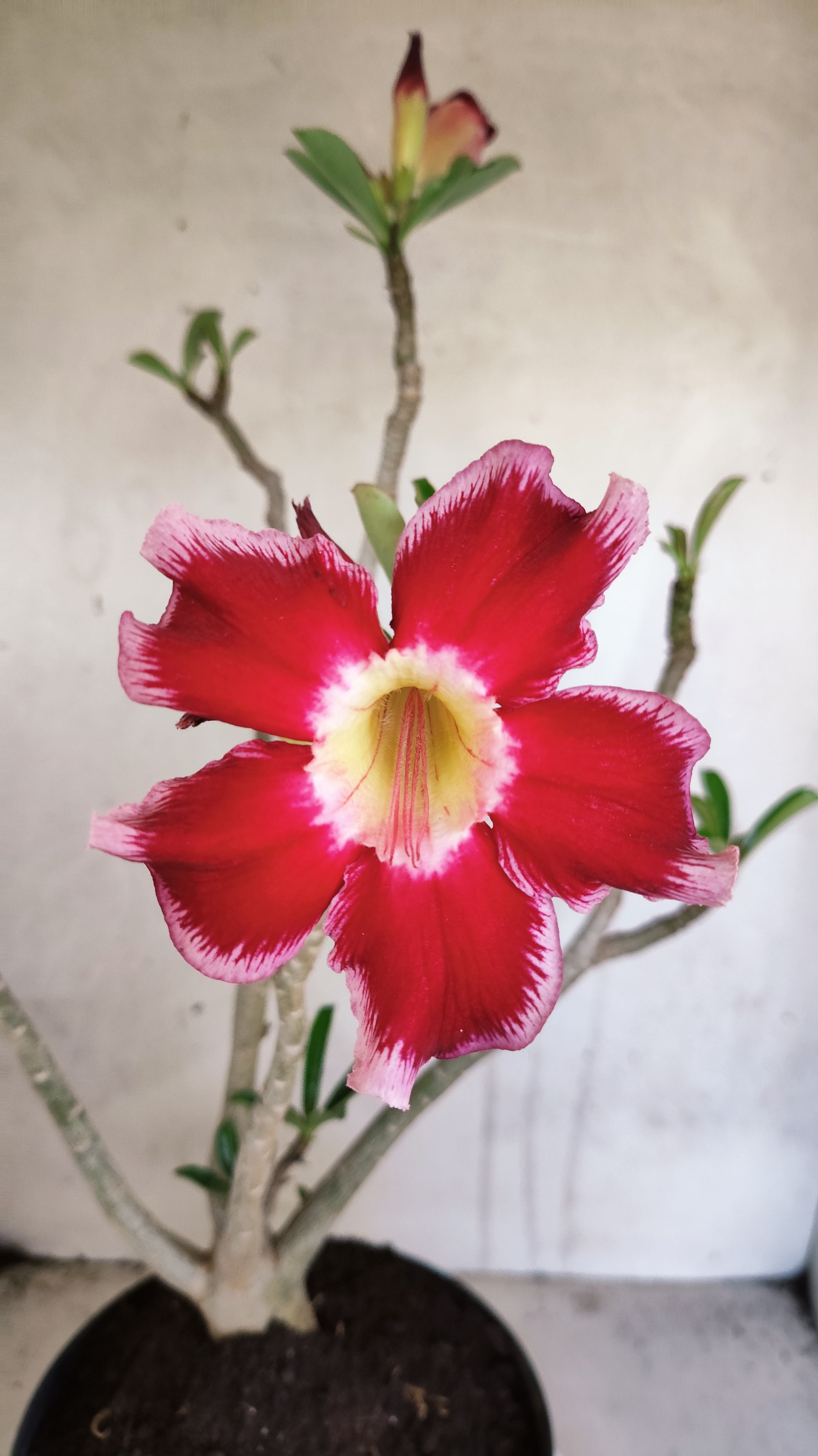 Planta Simples 3600 – 40cm – 03 anos
