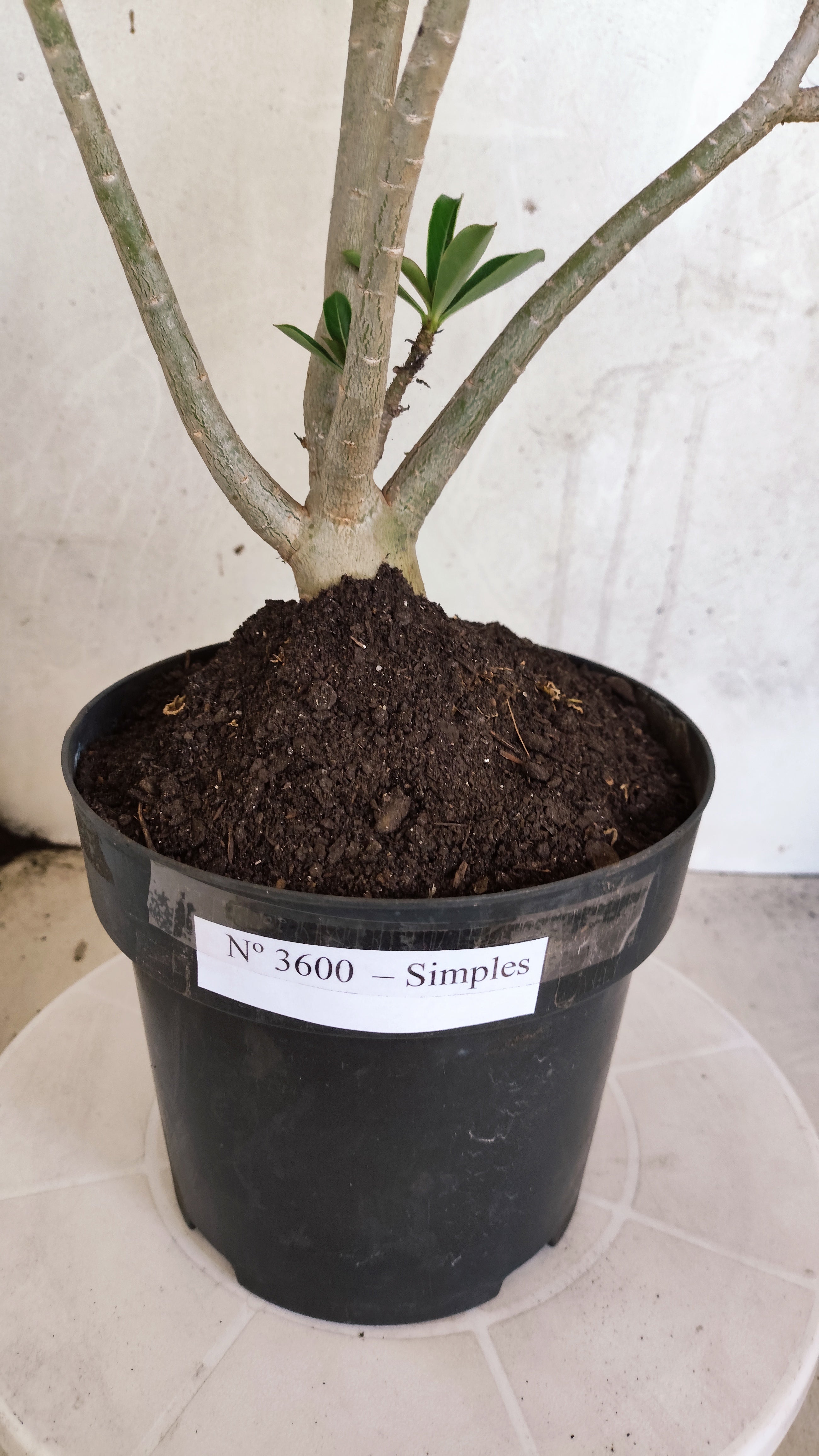 Planta Simples 3600 – 40cm – 03 anos