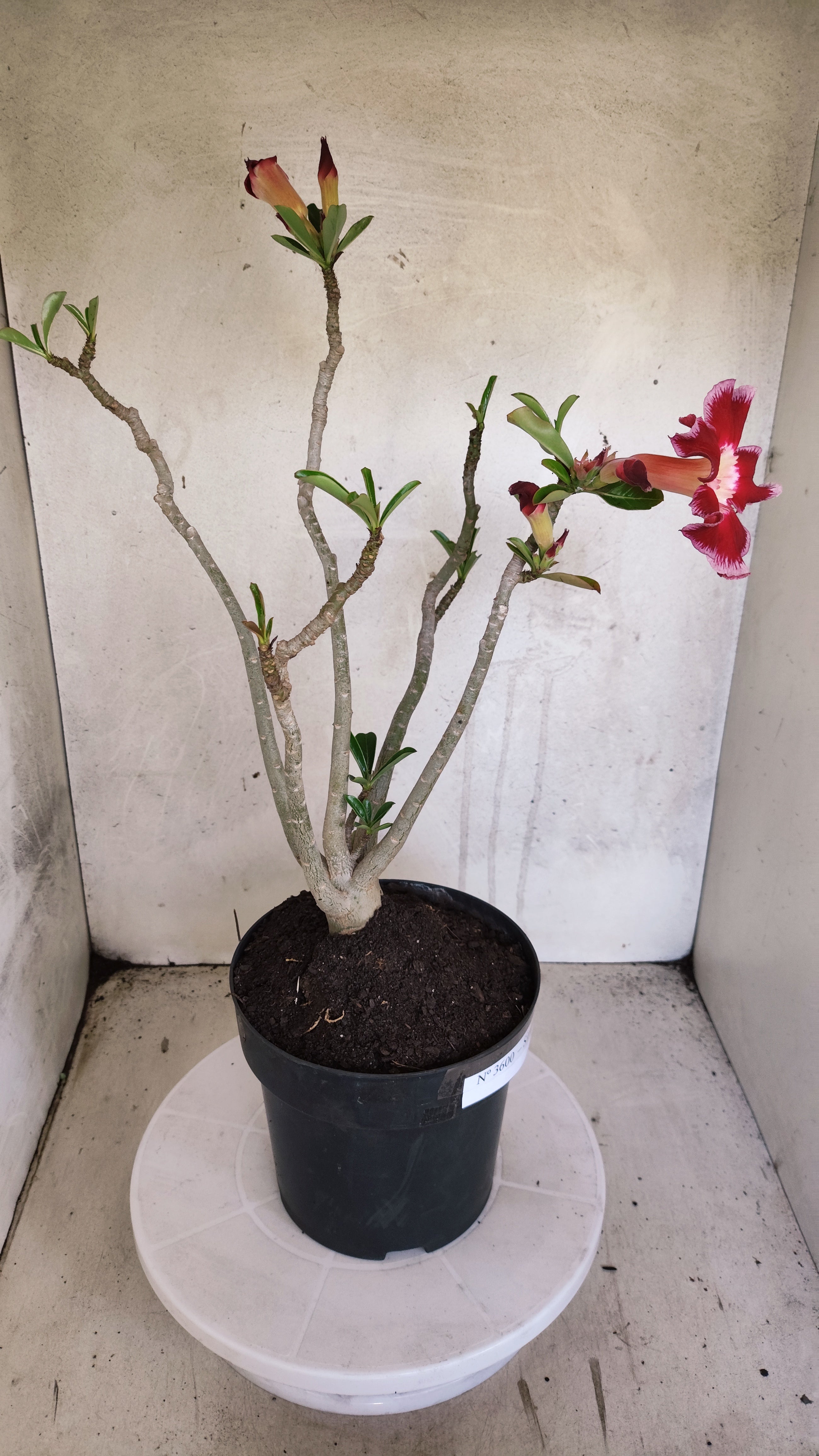 Planta Simples 3600 – 40cm – 03 anos